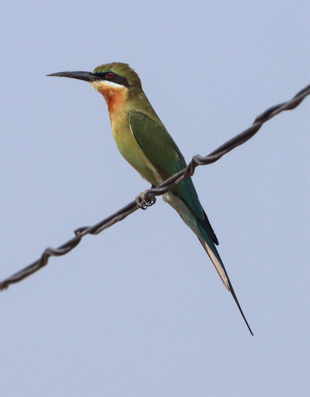 BEE EATER - BLUE-TAILED BEE-EATER - Merops philippinus - BANG KHAEM WETLANDS NAKHON PATHOM (2).jpg