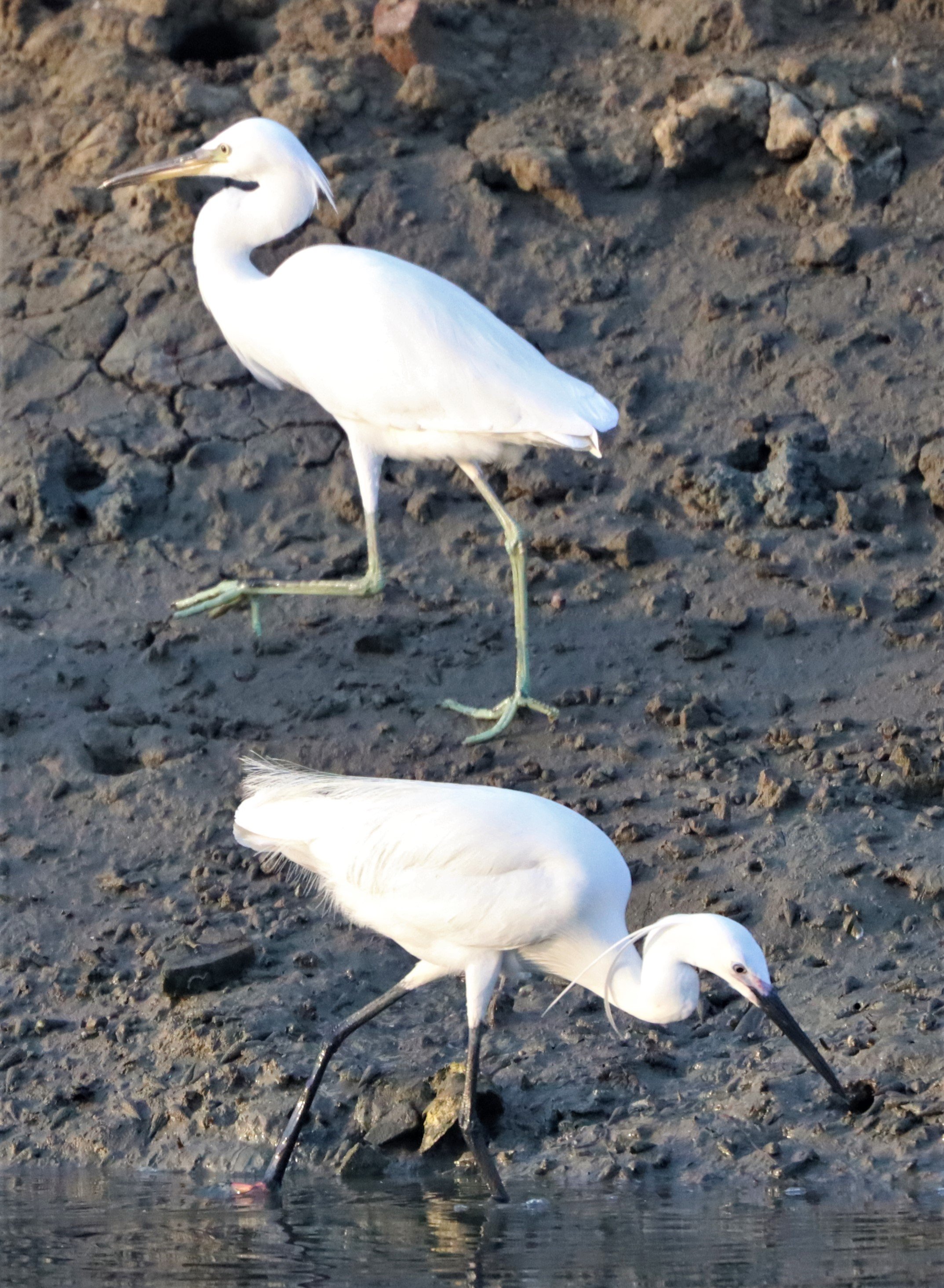 EGRET - CHINESE EGRET - Egretta eulophotes - LAEM PAK BIA PETBURI (22).jpg
