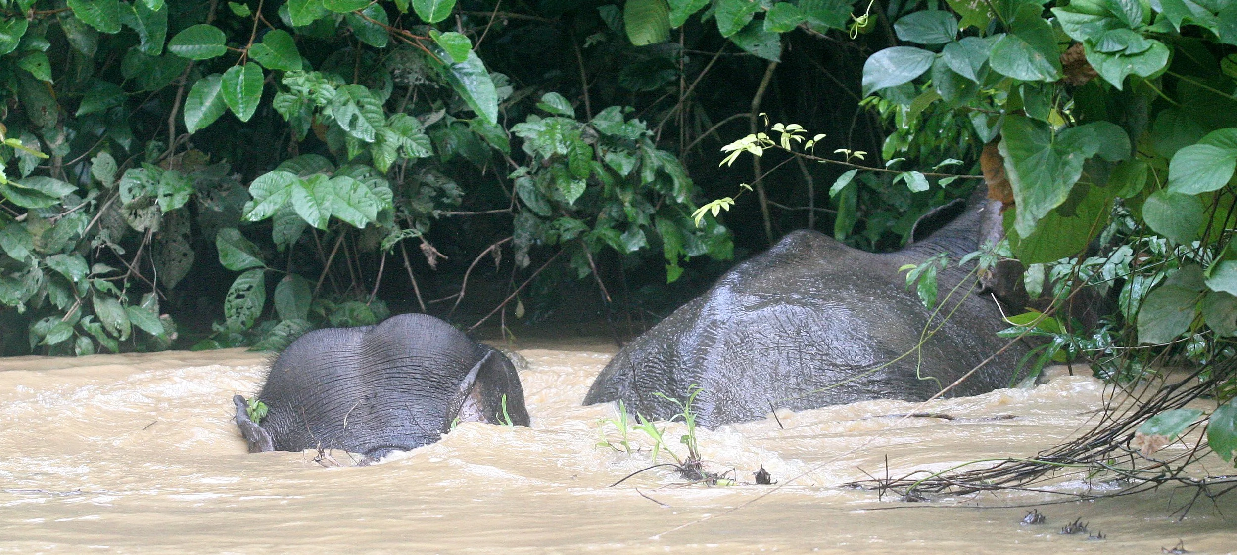 ELEPHANT - BORNEAN PYGMY ELEPHANT - KINABATANGAN RIVER BORNEO (89).JPG