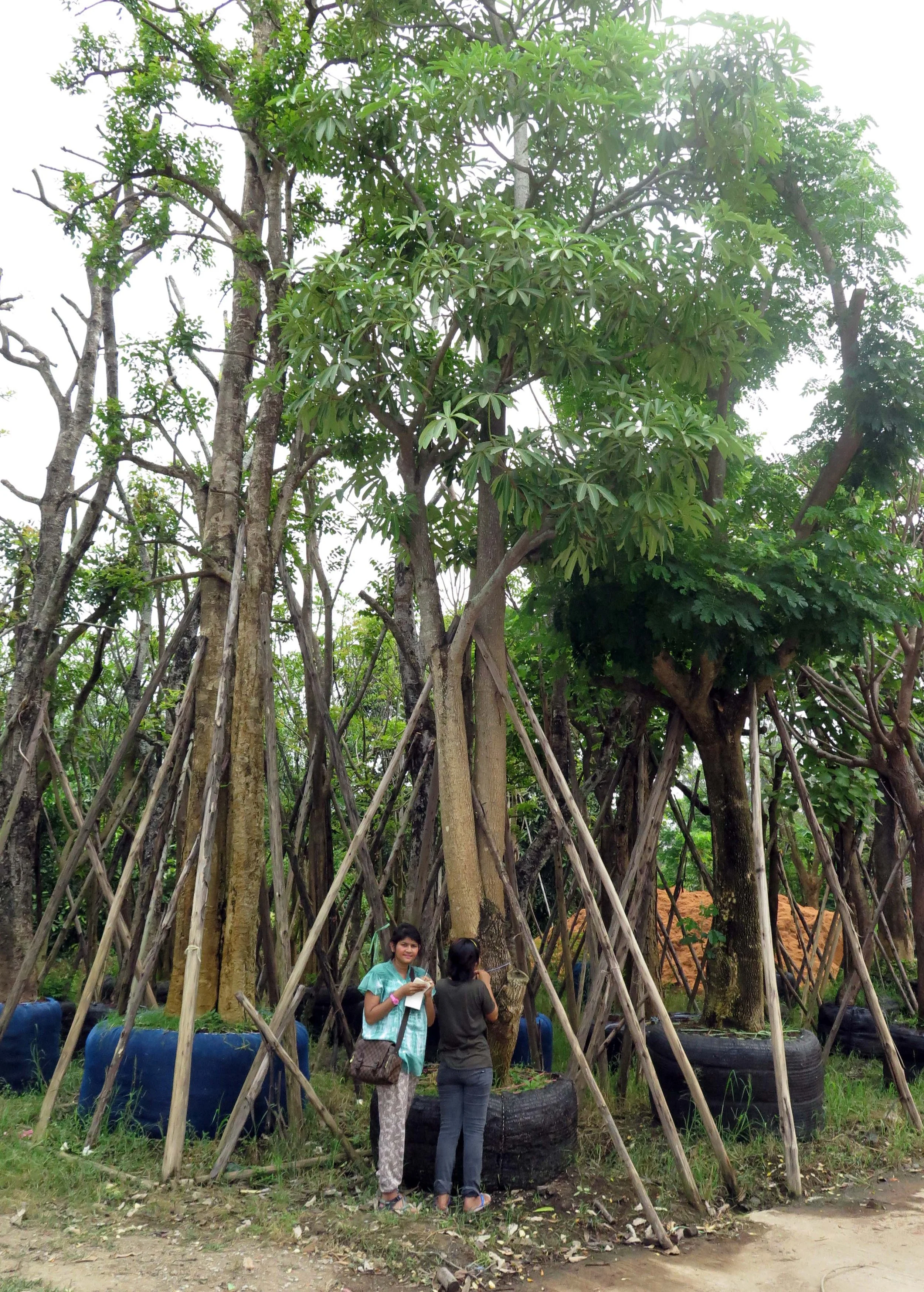 2013 - BANGKOK - NOVEMBER 2013 - MARCH 2014 (142).JPG