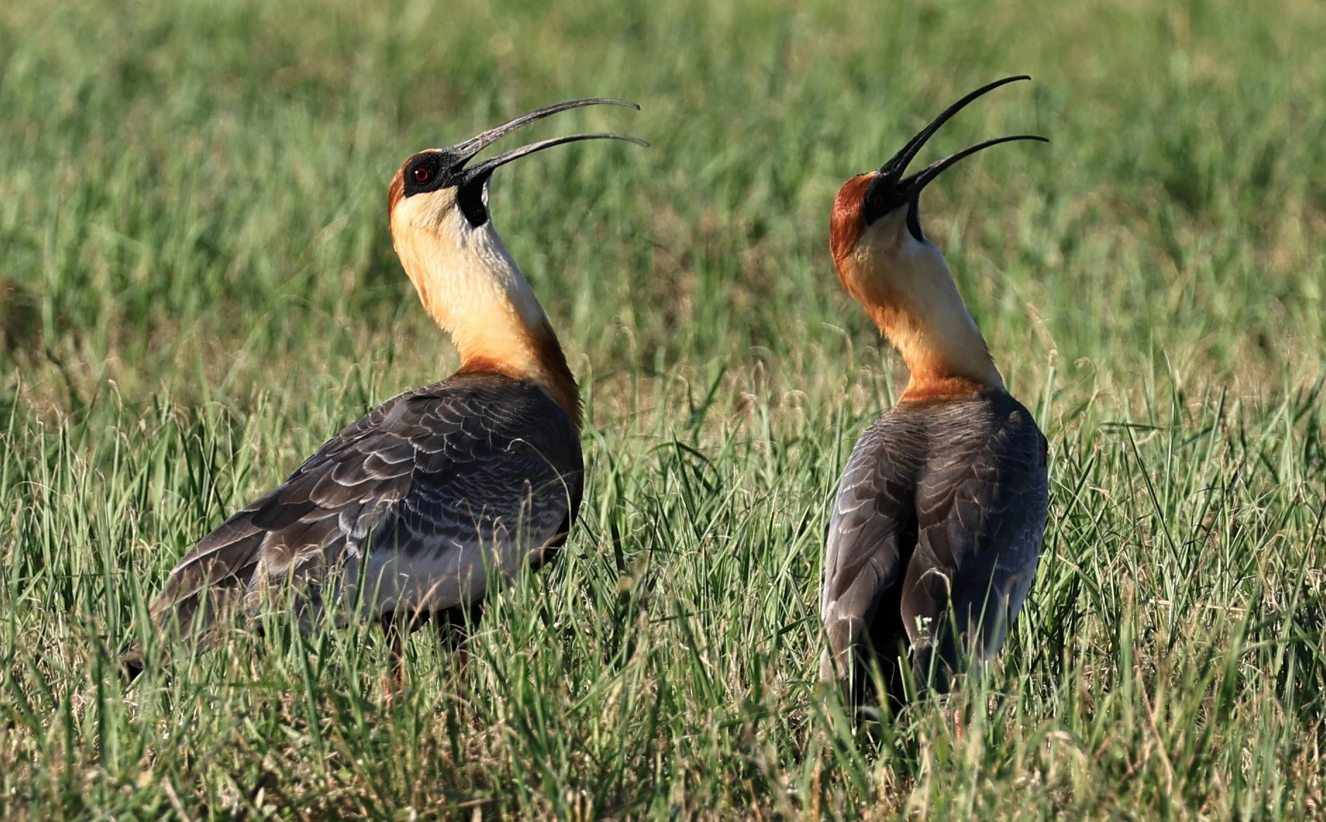 Buff-necked Ibis (Theristicus caudatus) 