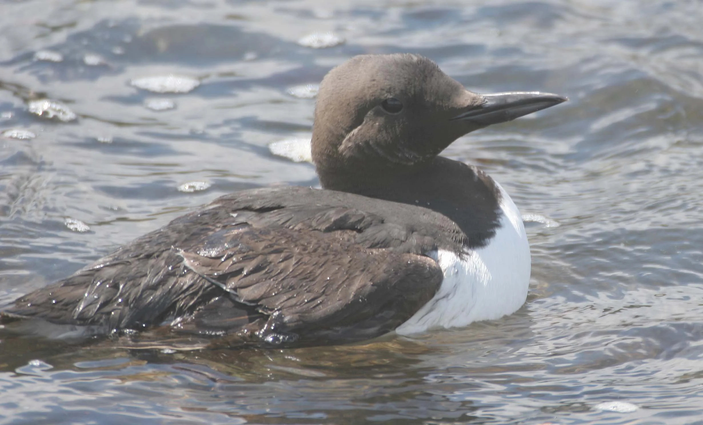 Uria aalge - COMMON MURRE - FRESHWATER BAY (17).jpg