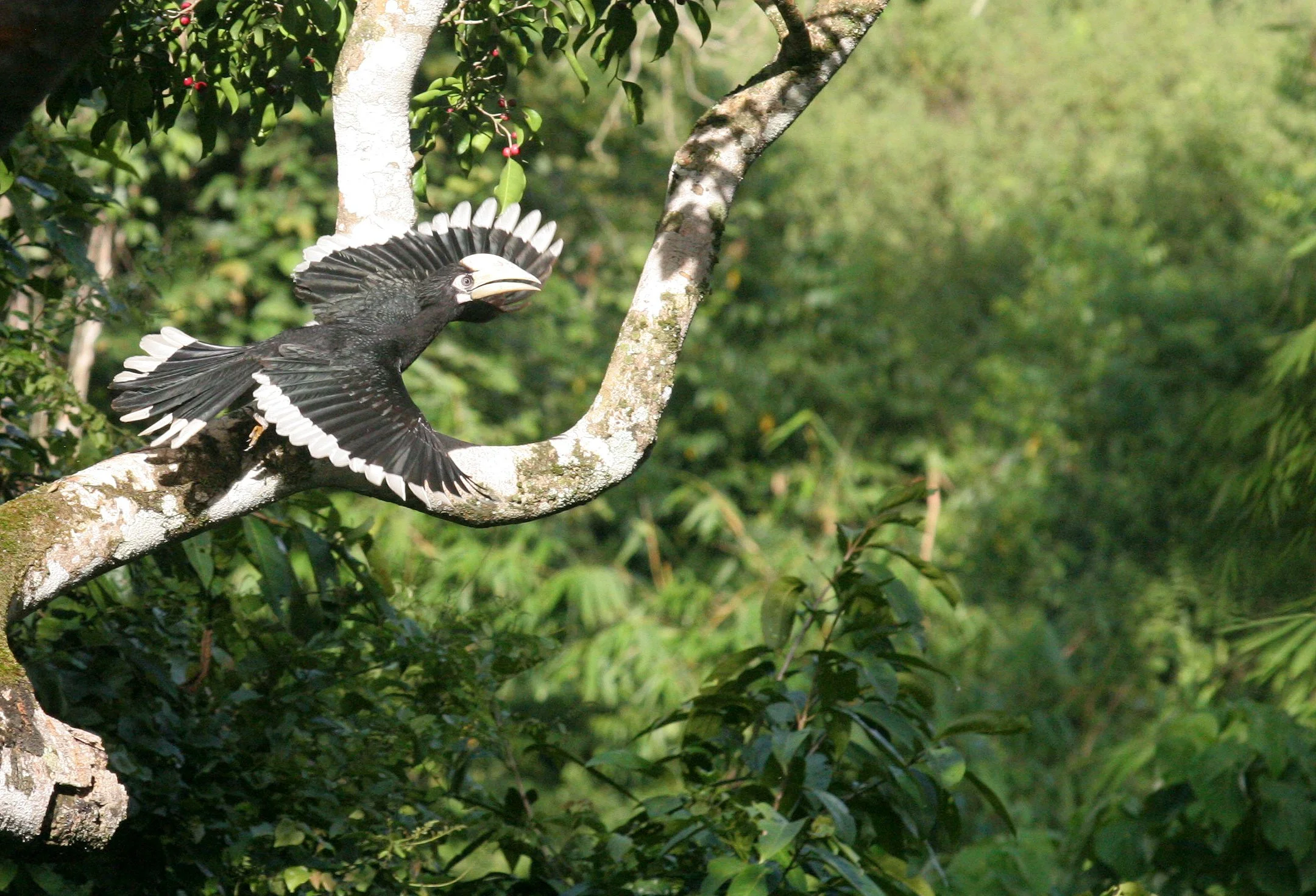 Oriental pied hornbill (Anthracoceros albirostris)