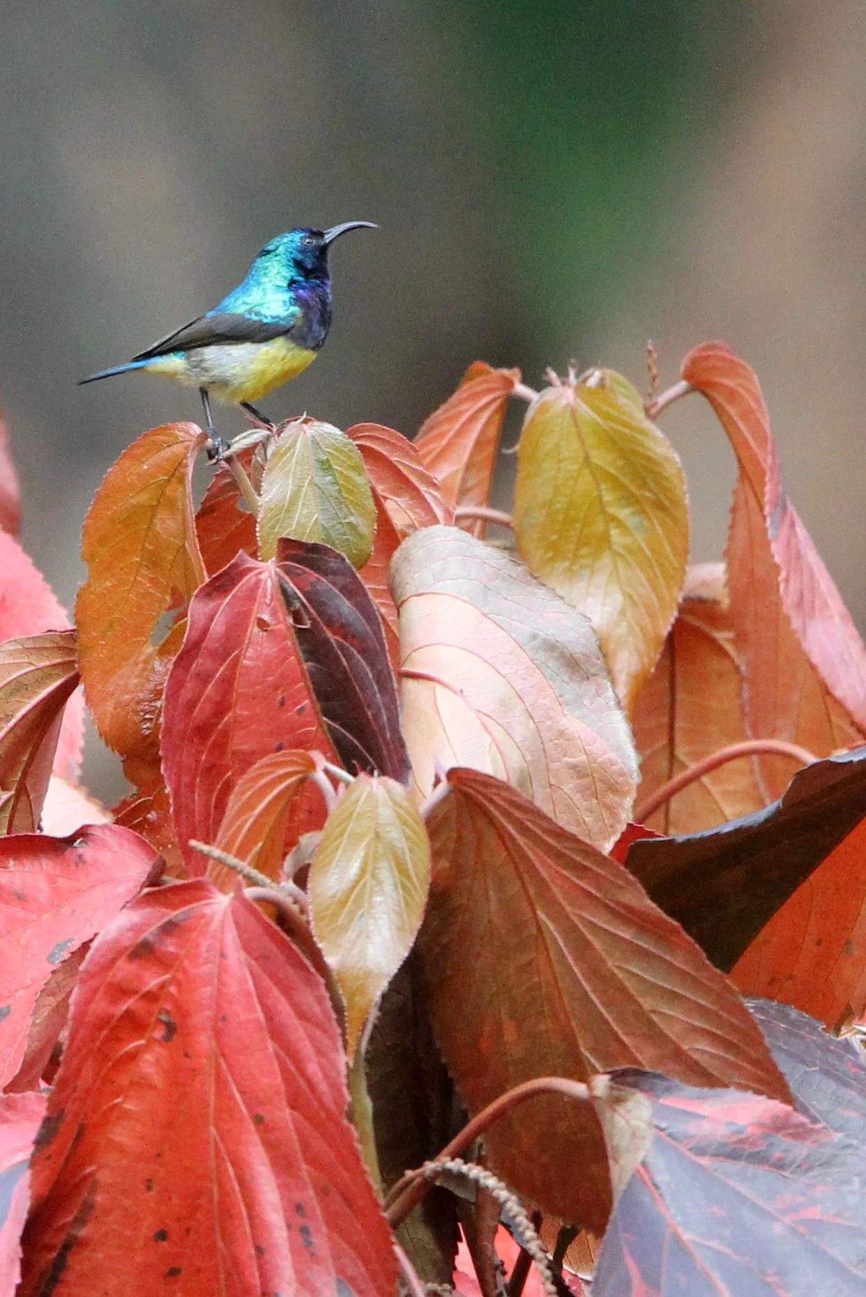 BIRD - SUNBIRD - VARIABLE SUNBIRD - ABERDERES NATIONAL PARK KENYA (2).JPG