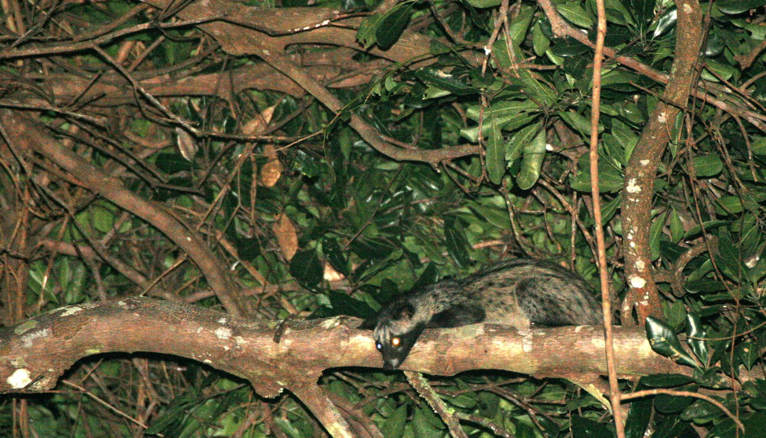 Paradoxus hermaphroditus laotum - COMMON PALM CIVET - PANG SIDA NATIONAL PARK THAILAND (8).JPG