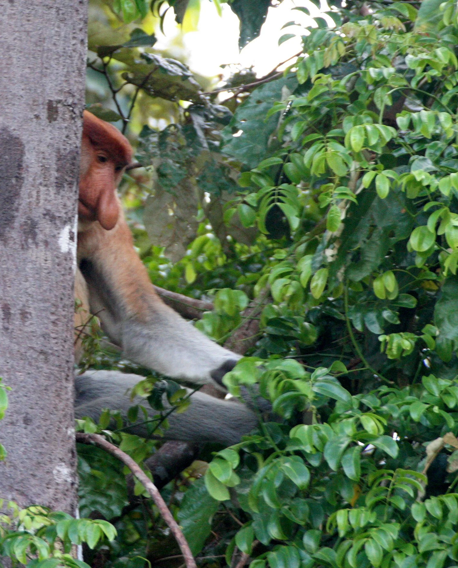 CERCOPITHECIDAE - Nasalis larvatus - PROBOSCIS MONKEY - KINABATANGAN RIVER BORNEO  (10).JPG