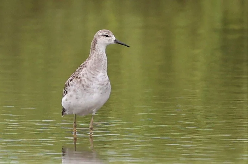 RUFF - Philomachus pugnax - BANG PAKONG SALT PANS CHACHOENGSAO WEST OF RIVER (8).jpg