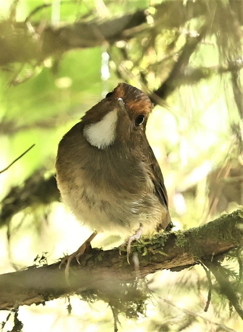 Anthipes solitaris - RUFOUS-BROWED FLYCATCHER - FRASER'S HILL, MALAYSIA JUNE 2022 (23).jpg