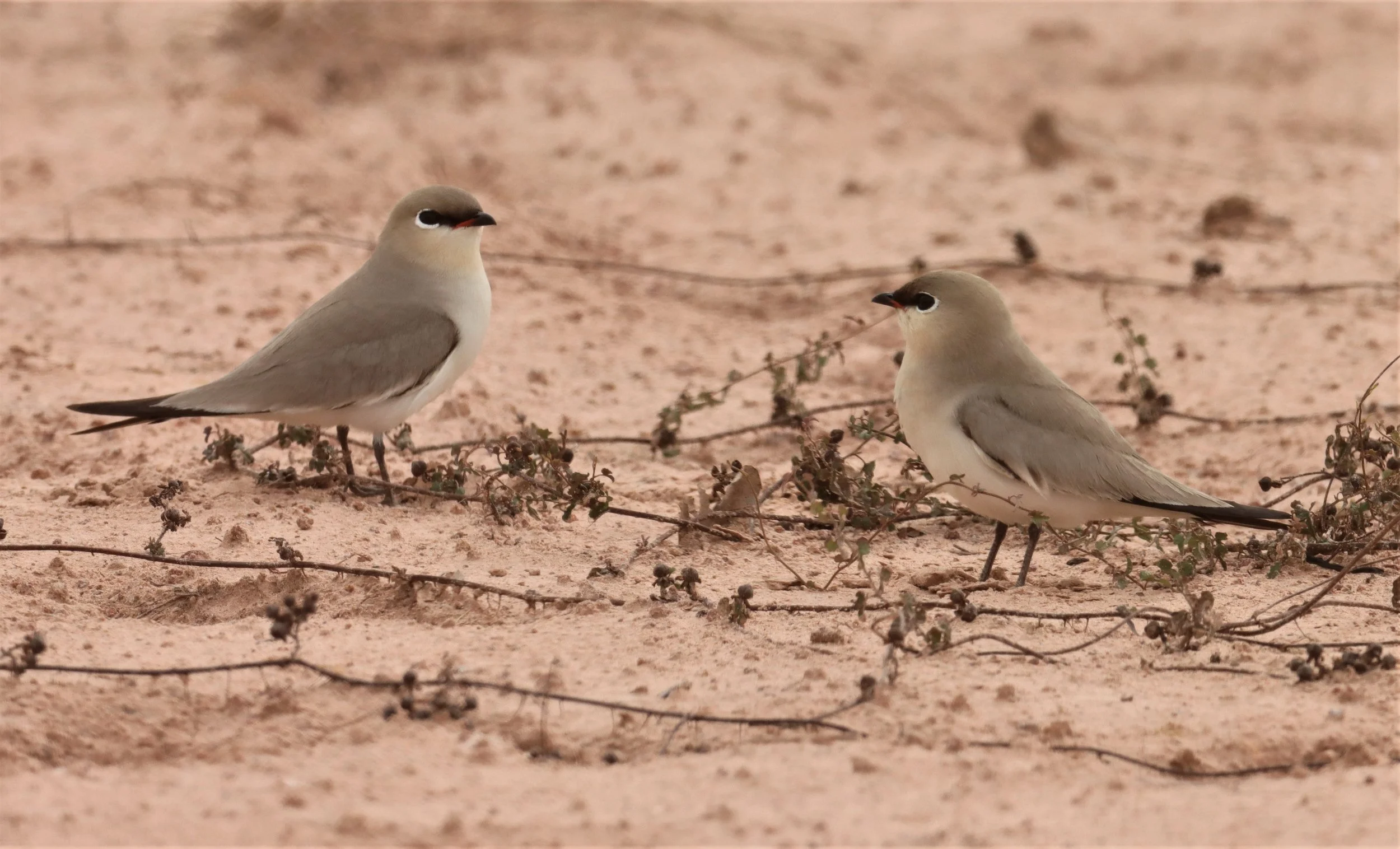 PRATINCOLE - SMALL PRATINCOLE - Glareola lactea - KABIN BURI WETLANDS 15KM OUT ON 304 (130).jpg