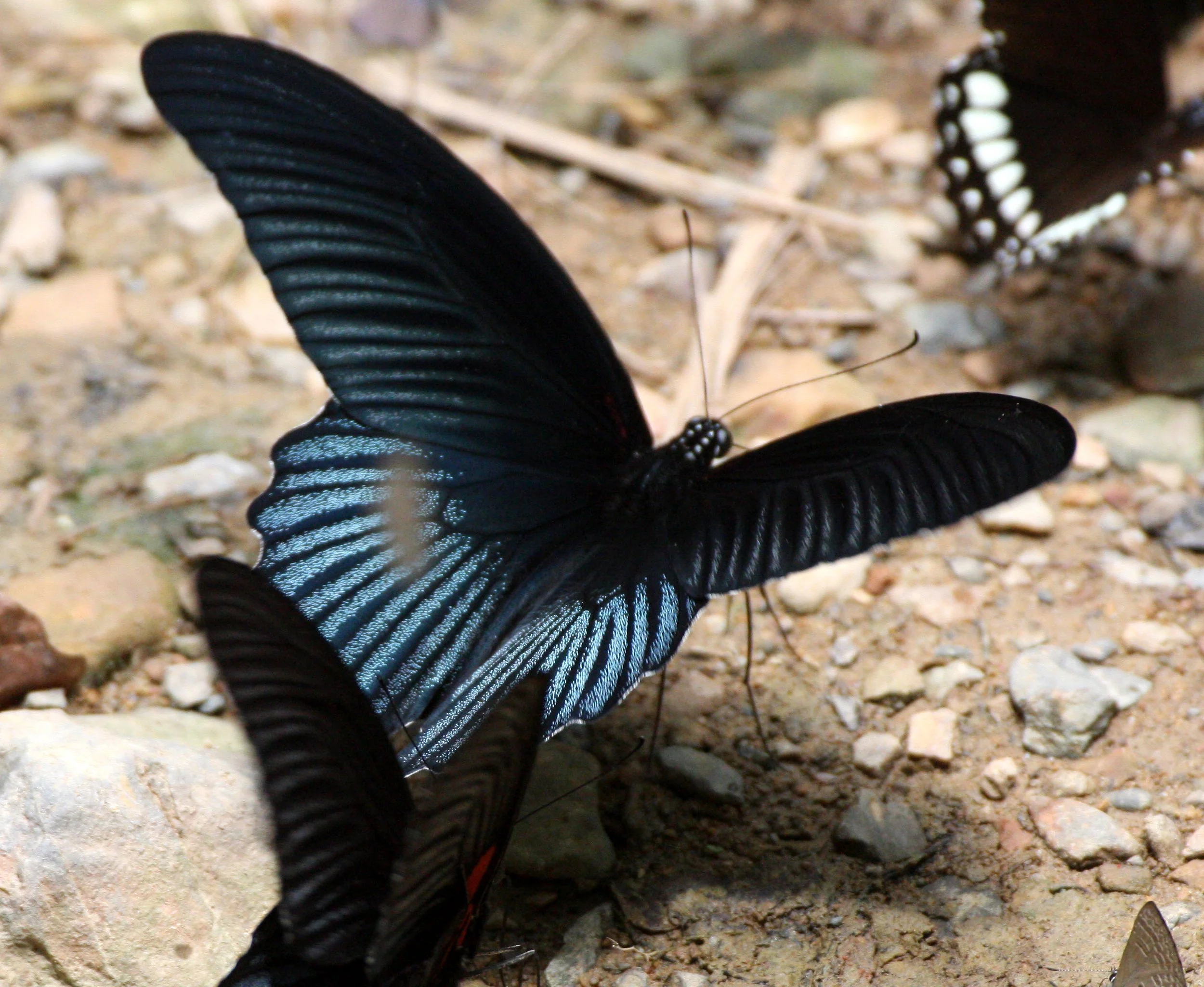 Papilionidae - Papilio memnon - Kaeng Krachan