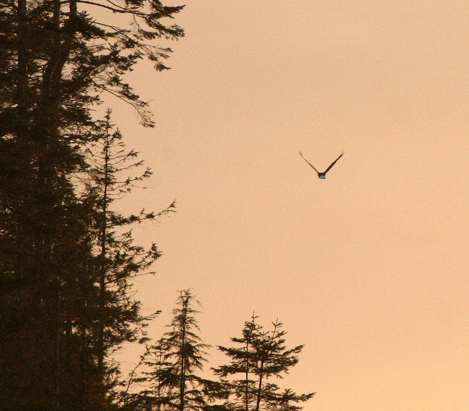 BIRD - EAGLE - BALD EAGLE - LAKE FARM BLUFFS (17).JPG