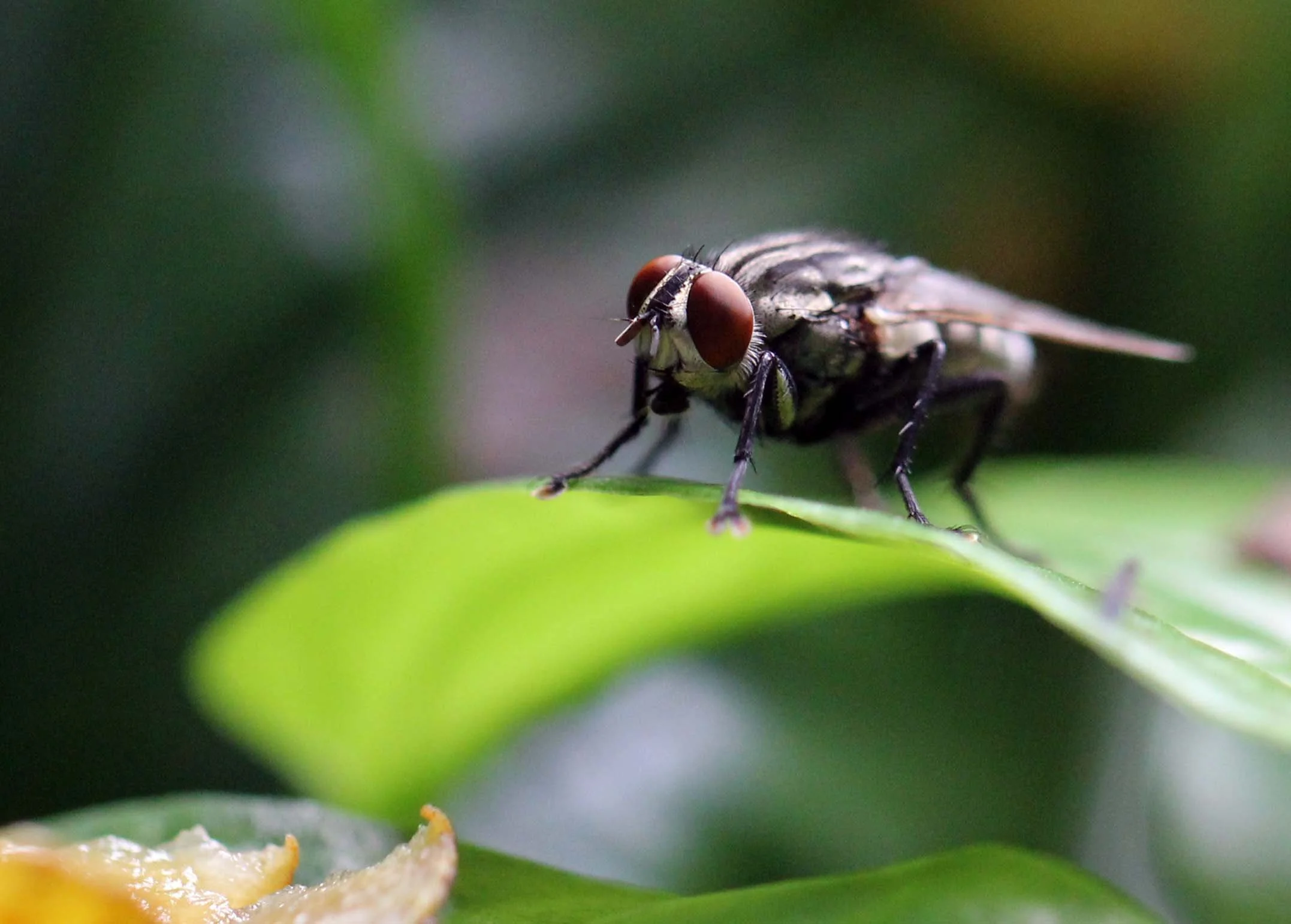 2013 in Nakhonsithammarat and some Krabi with Family (54).JPG