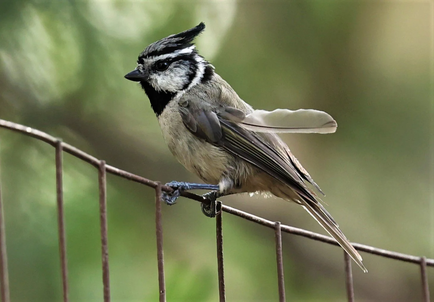 Bridled Titmouse (Baeolophus wollweberi) Cave Creek Arizona (7).jpg