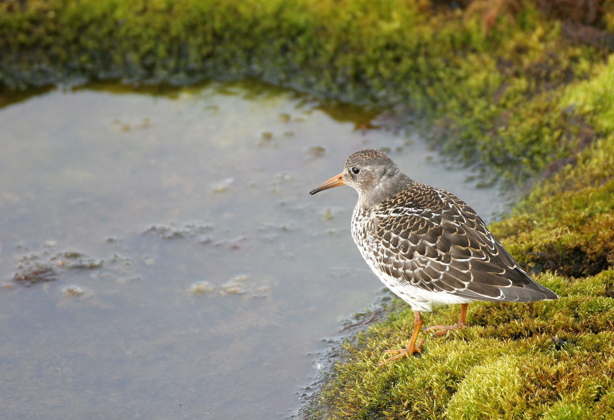 BIRD - SANDPIPER - PURPLE SANDPIPER - SVALBARD (25).jpg