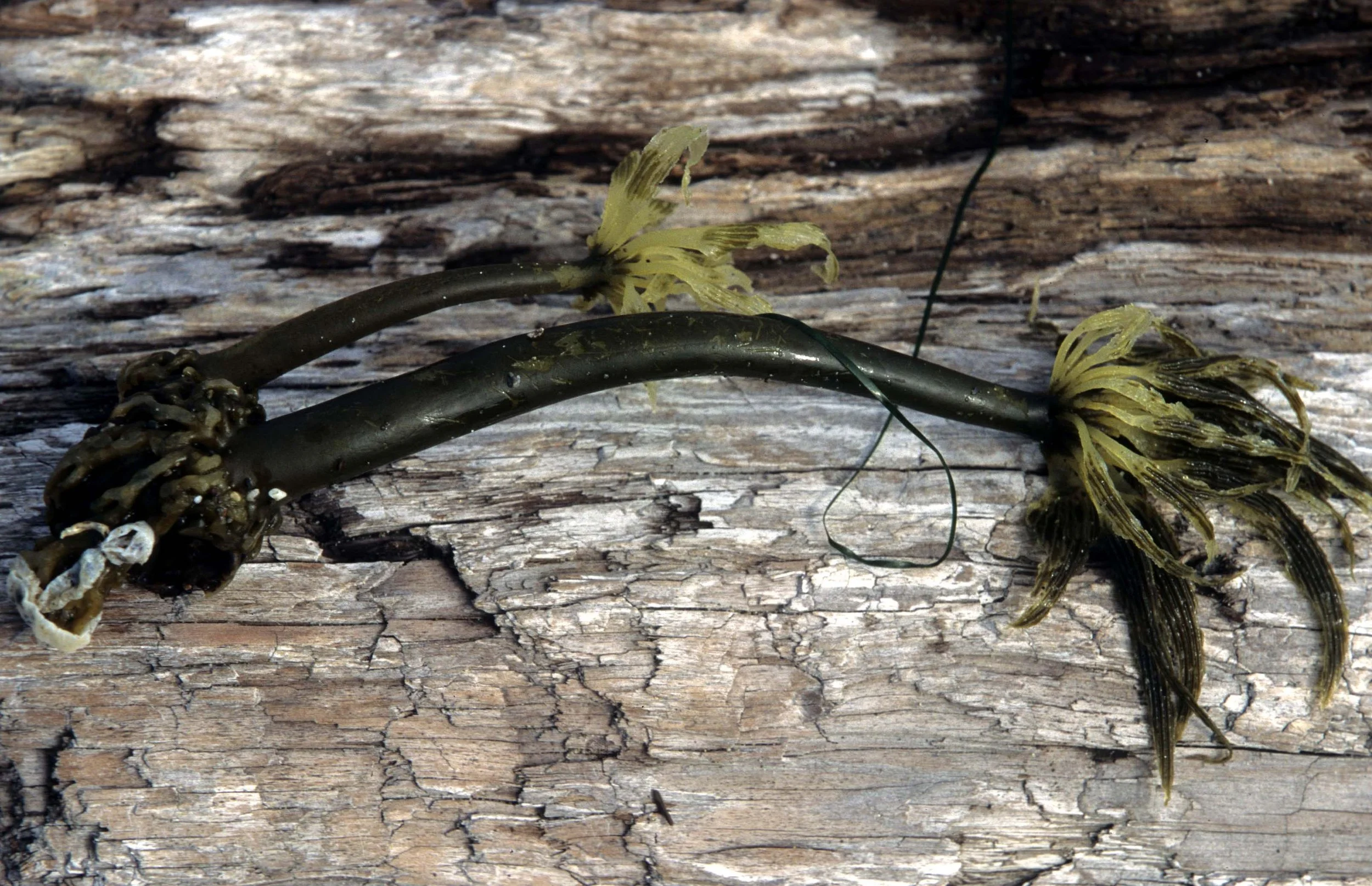 CALIFORNIA - BODEGA BAY - MARINE ALGAE SPECIES (12).jpg
