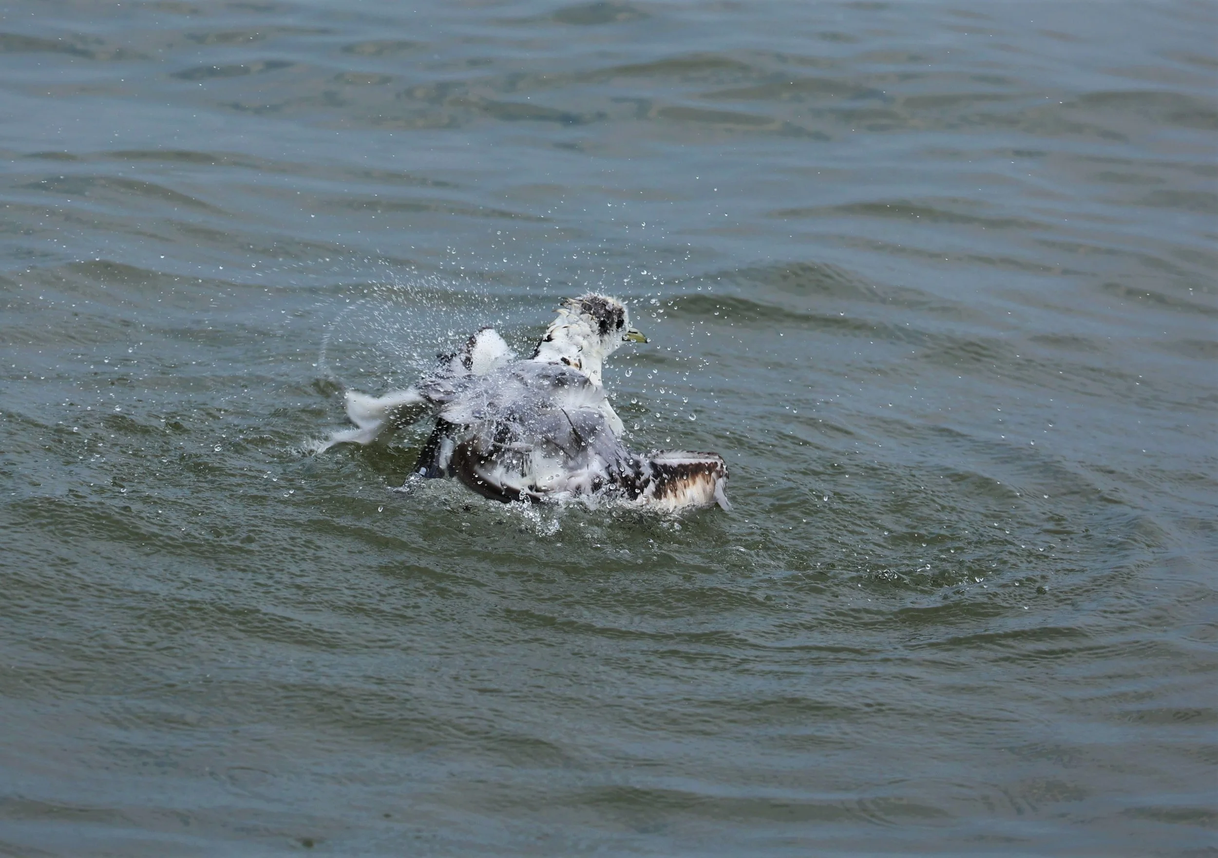KITTIWAKE - BLACK-LEGGED KITTIWAKE - Rissa tridactyla - GULF OF SIAM OFF BANGKOK & SAMUT SAKHORN FEB 05 2022 (31).jpg