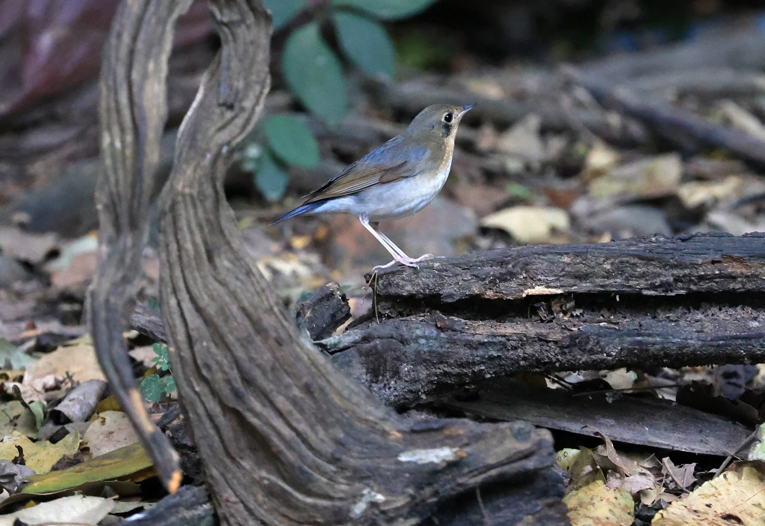 Siberian Blue Robin (Larvivora cyane) Kaeng Krachan National Park ESS Expedition 2026 (5).jpg