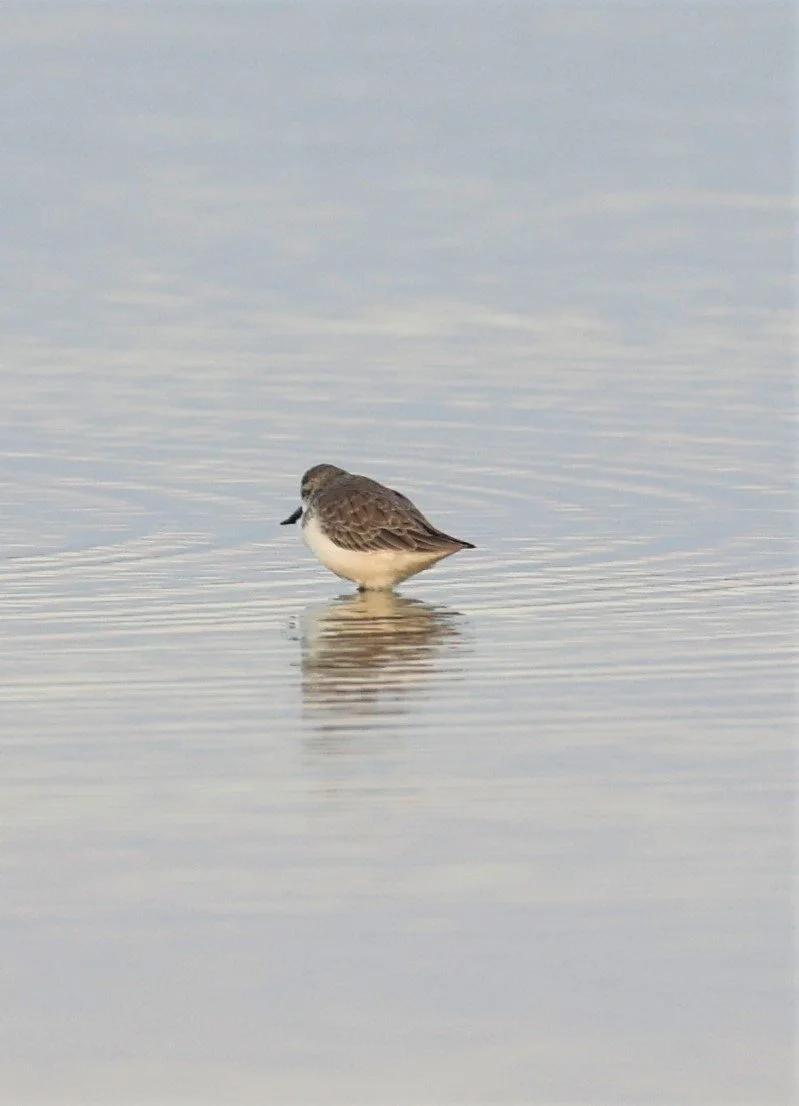 SANDPIPER - SPOON-BILLED SANDPIPER - Calidris pygmeus - PAK THALE 16 & 19 OCTOBER 2021 (62).jpg