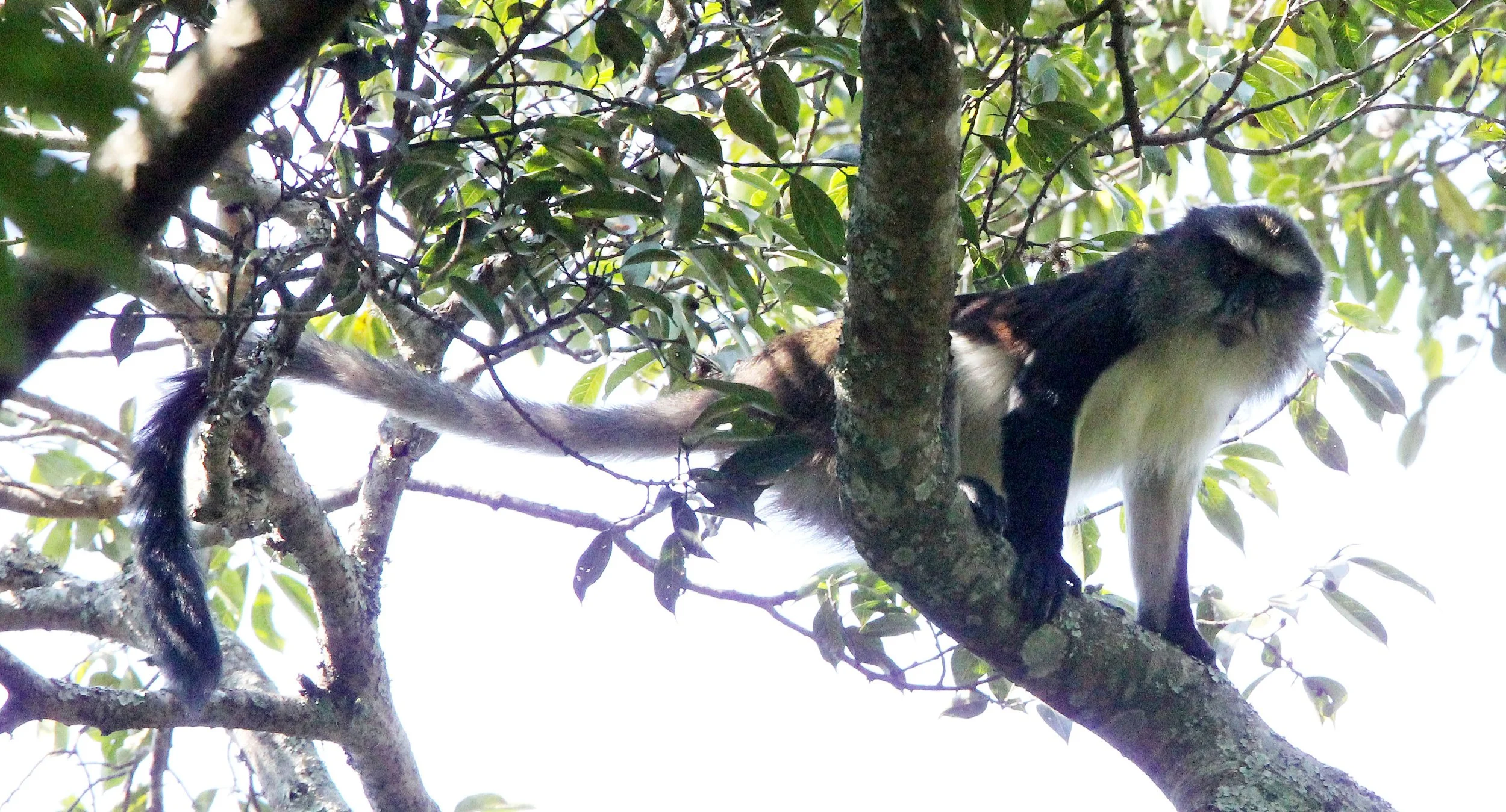 CERCOPITHECIDAE - Cercopithecus denti - DENT'S MONKEY - NYUNGWE NATIONAL PARK RWANDA (280).JPG