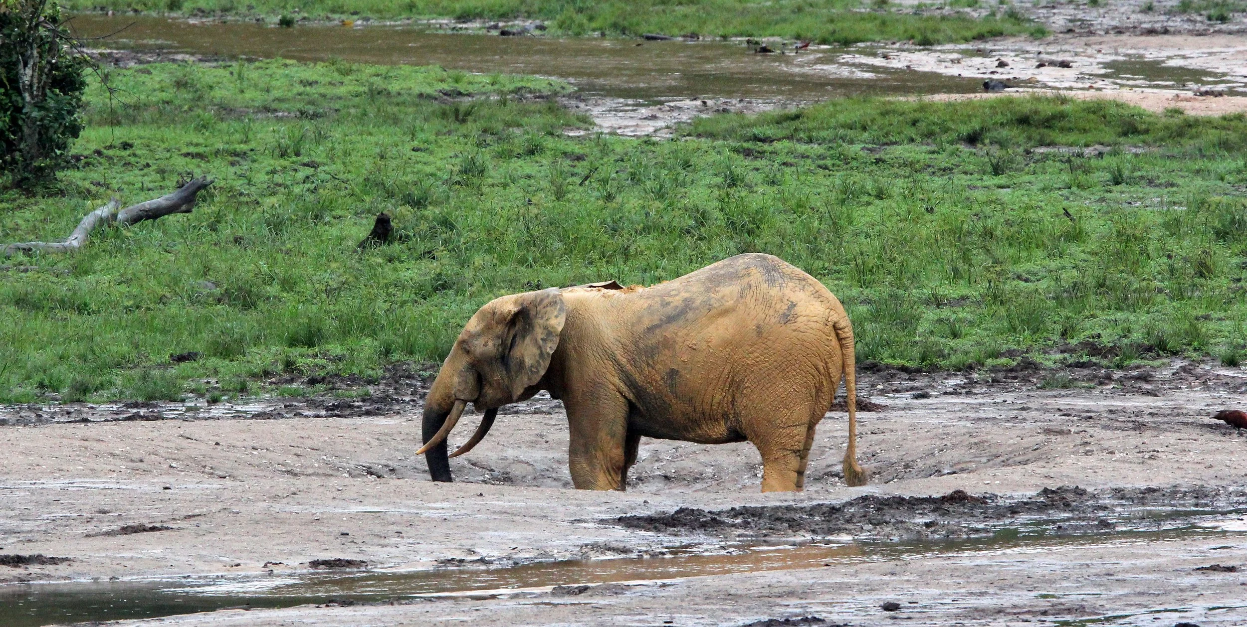 ELEPHANT - FOREST ELEPHANT - DZANGA BAI - DZANGA NDOKI NP CENTRAL AFRICAN REPUBLIC (106).JPG