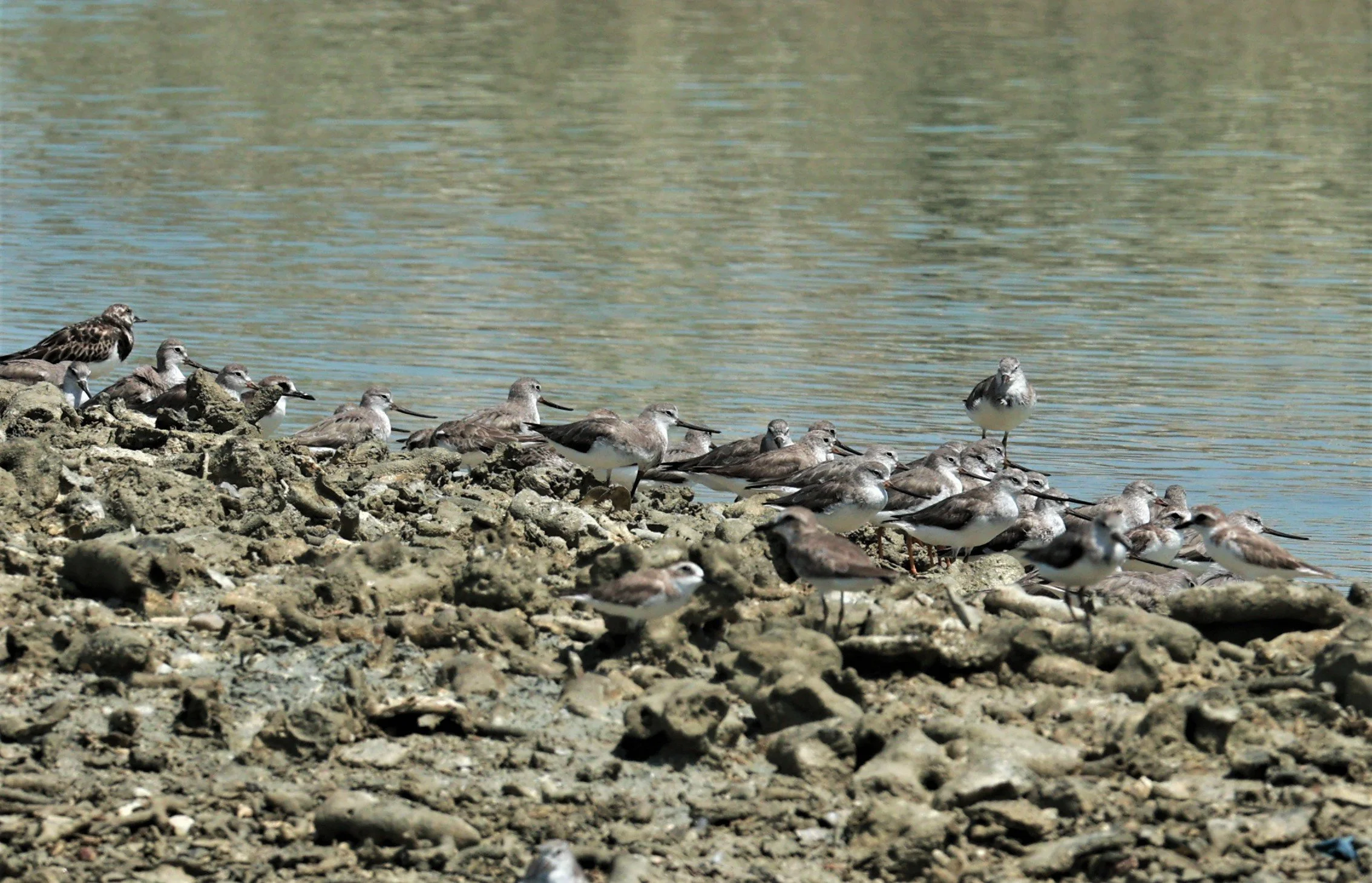 SANDPIPER - TEREK SANDPIPER - Xenus cinereus - Laem Pakarang, Phang Nga Province Feb 19 2023 (17).jpg