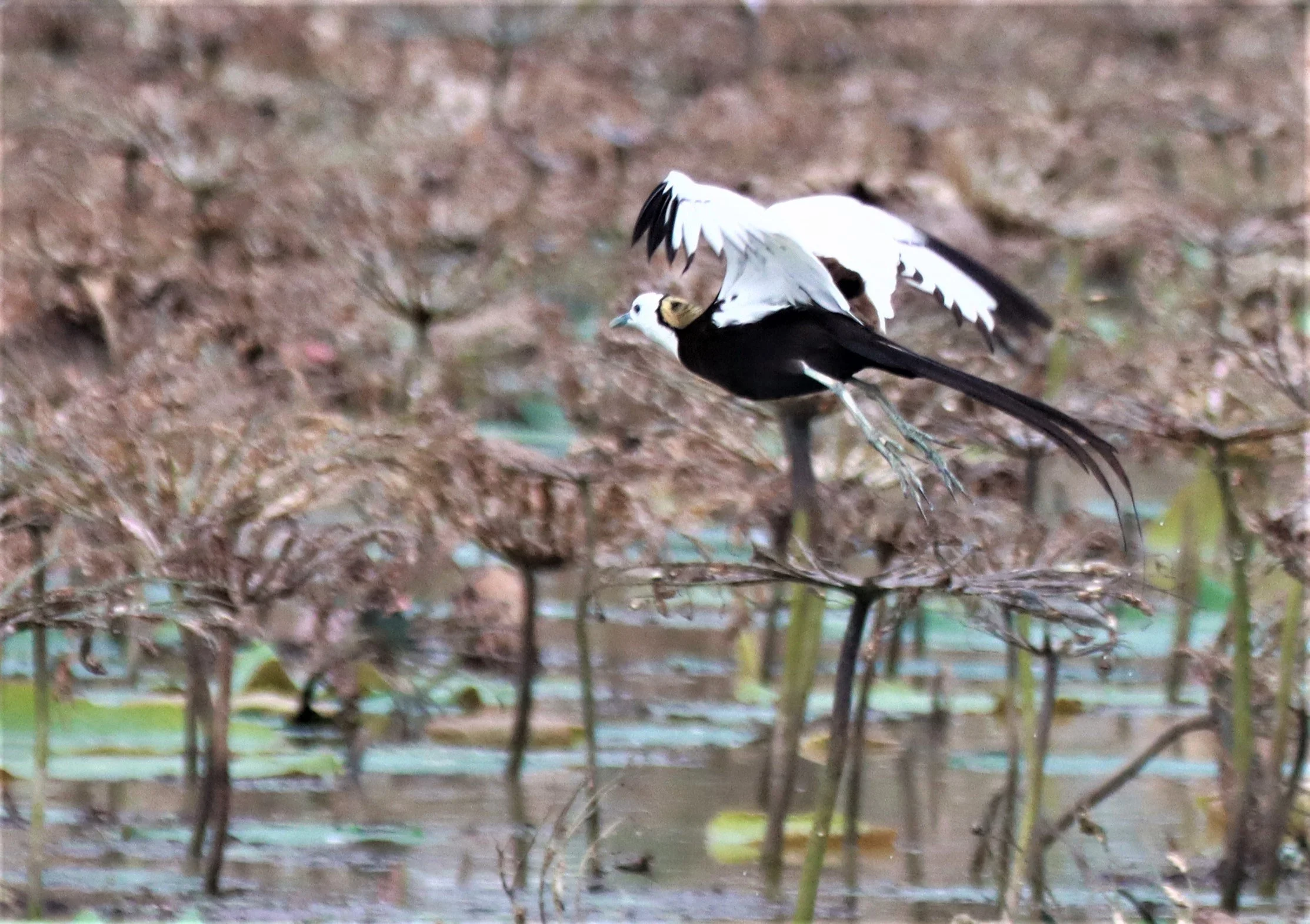JACANA - PHEASANT-TAILED JACANA - Hydrophasianus chirurgus - BUENG BORAPHET NAKHON SAWAN AUGUST 2021 (25).jpg
