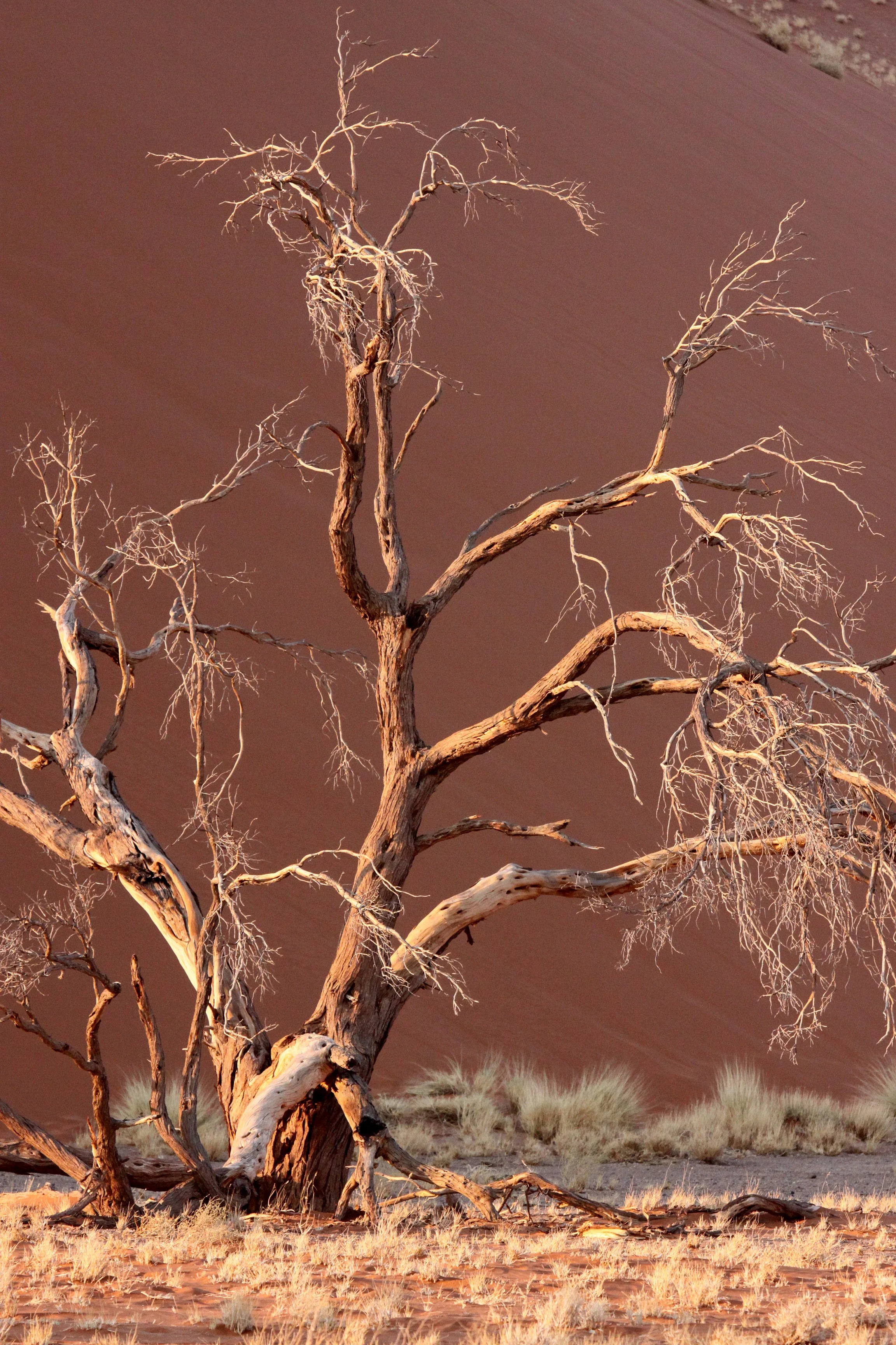SOSSUSVLEI, NAMIB NAUKLUFT NATIONAL PARK, NAMIBIA - SESREIM VIEWS (7).JPG