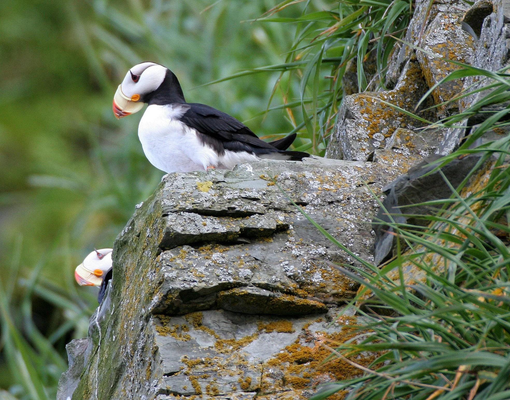 Fratercula corniculata - HORNED PUFFIN -  COMMANDERS (14).jpg