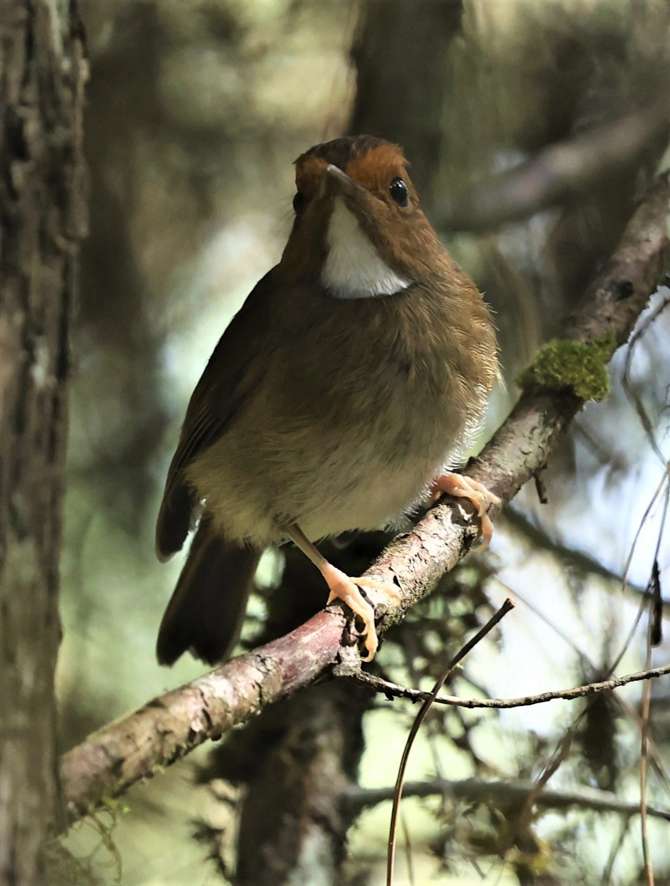 Anthipes solitaris - RUFOUS-BROWED FLYCATCHER - FRASER'S HILL, MALAYSIA JUNE 2022 (9).jpg