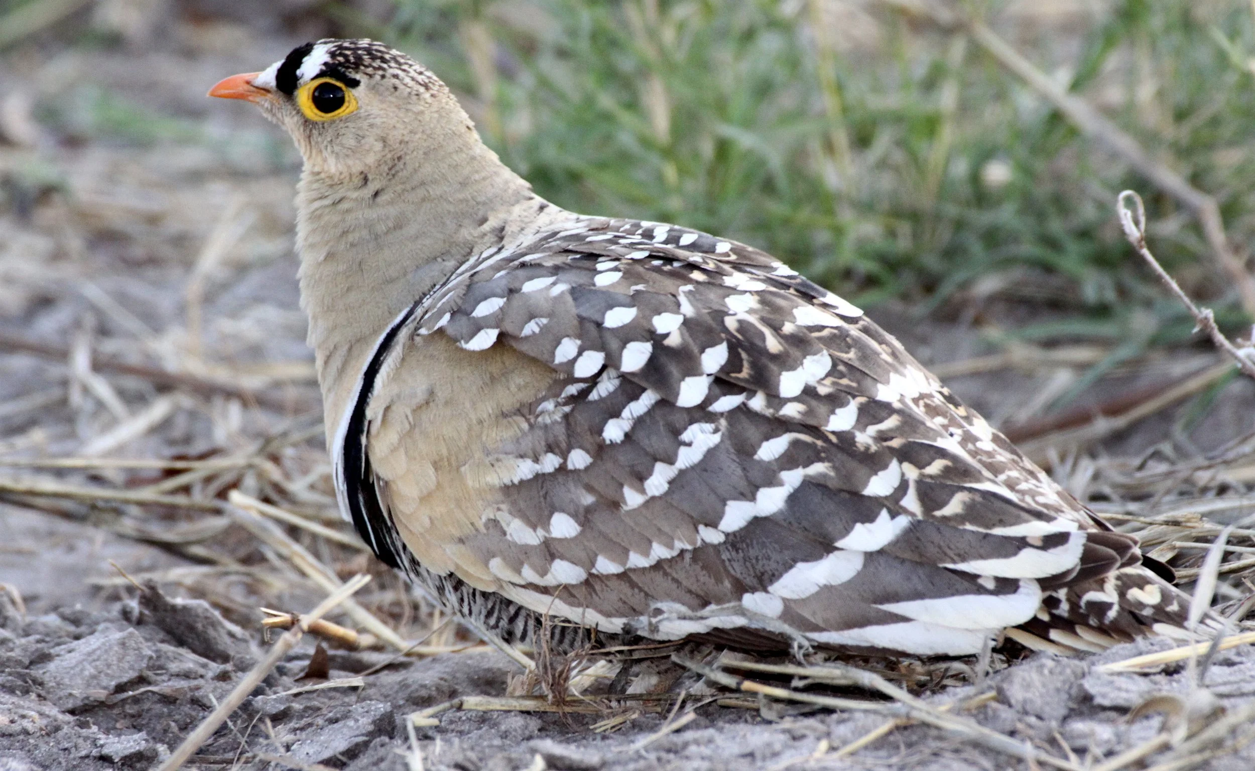Double-banded Sandgrouse (Pterocles bicinctus) Khwai Camp Okavango Botswana (10).JPG