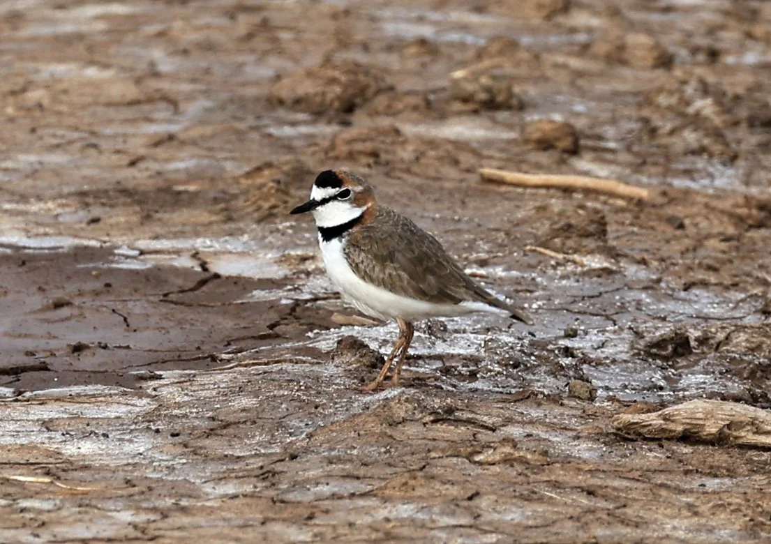 Collared Plover (Anarhynchus collaris) Chaco Lodge & Laguna Salada Paraguay (25).jpg