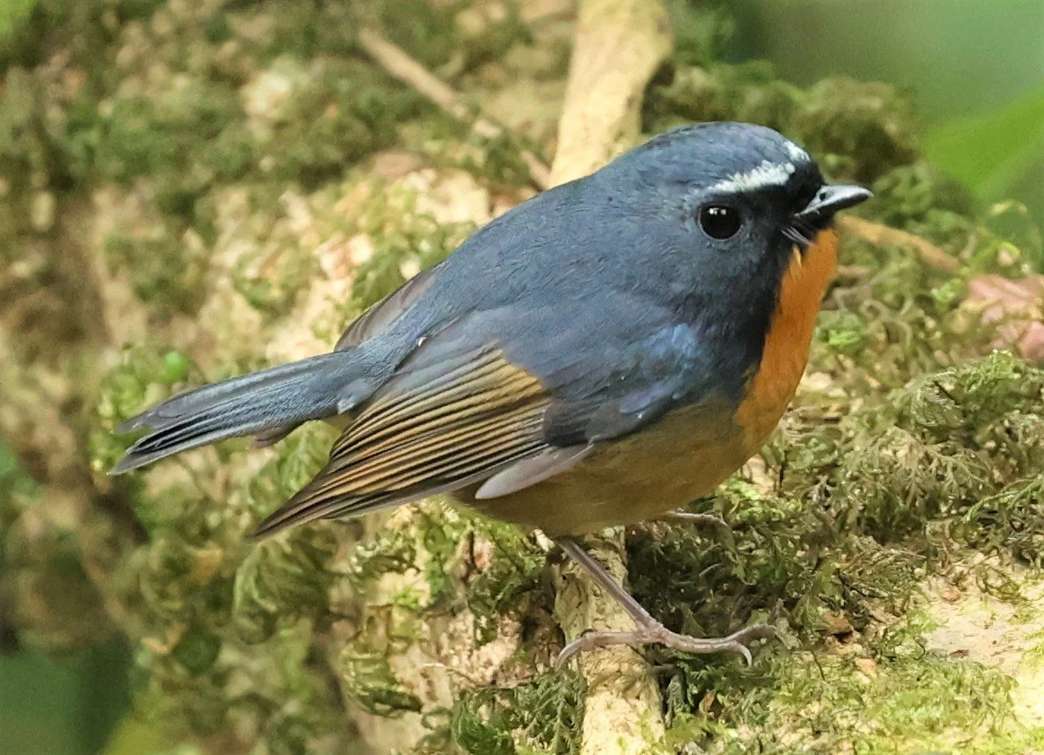 FLYCATCHER - SNOWY-BROWED FLYCATCHER - Ficedula hyperythra - DOI PHA HOM POK NP DOI LANG EAST FEB 2022 (3).jpg