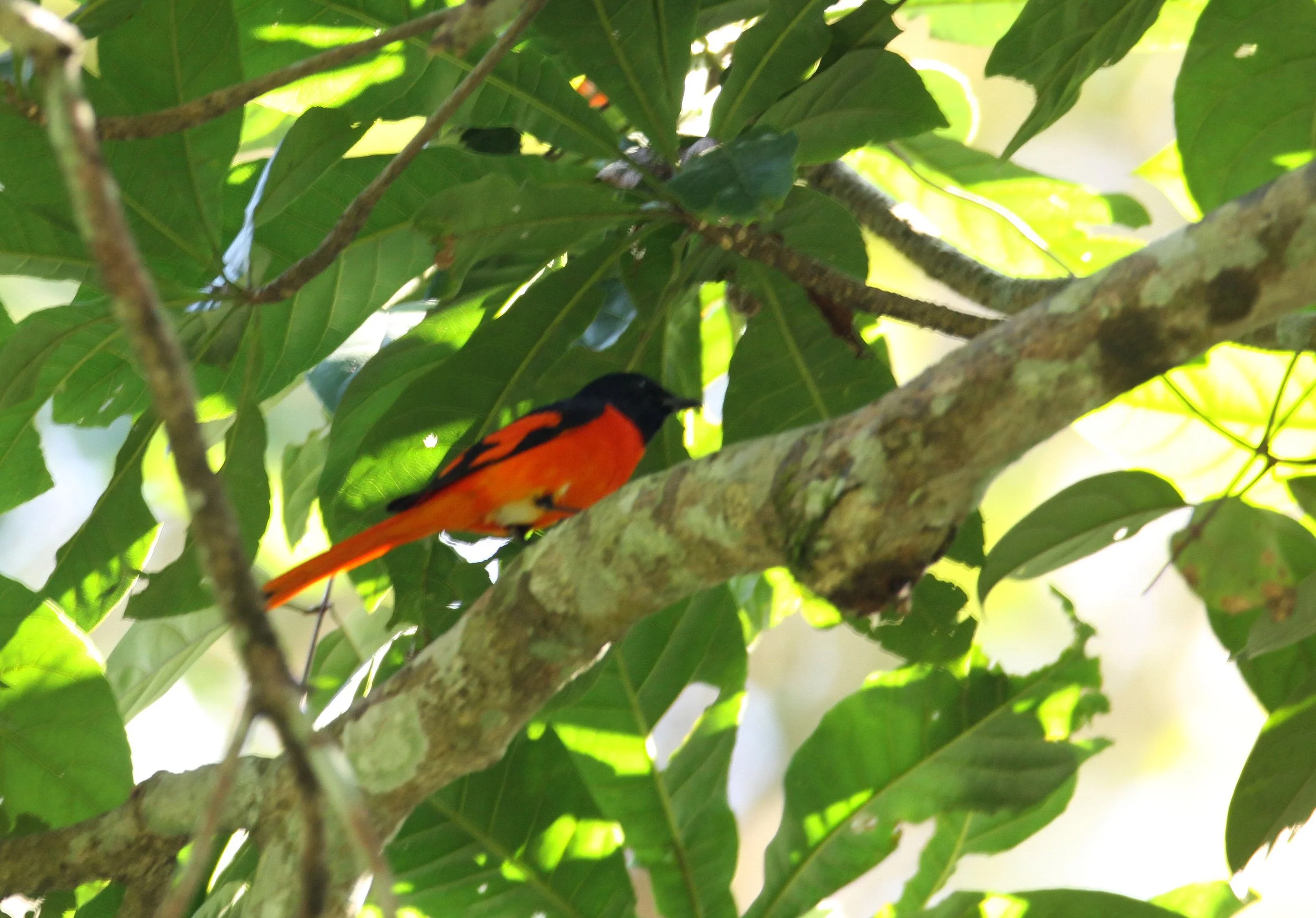 Scarlet Minivet (Pericrocotus speciosus) Kaziranga NP Assam India (1).JPG