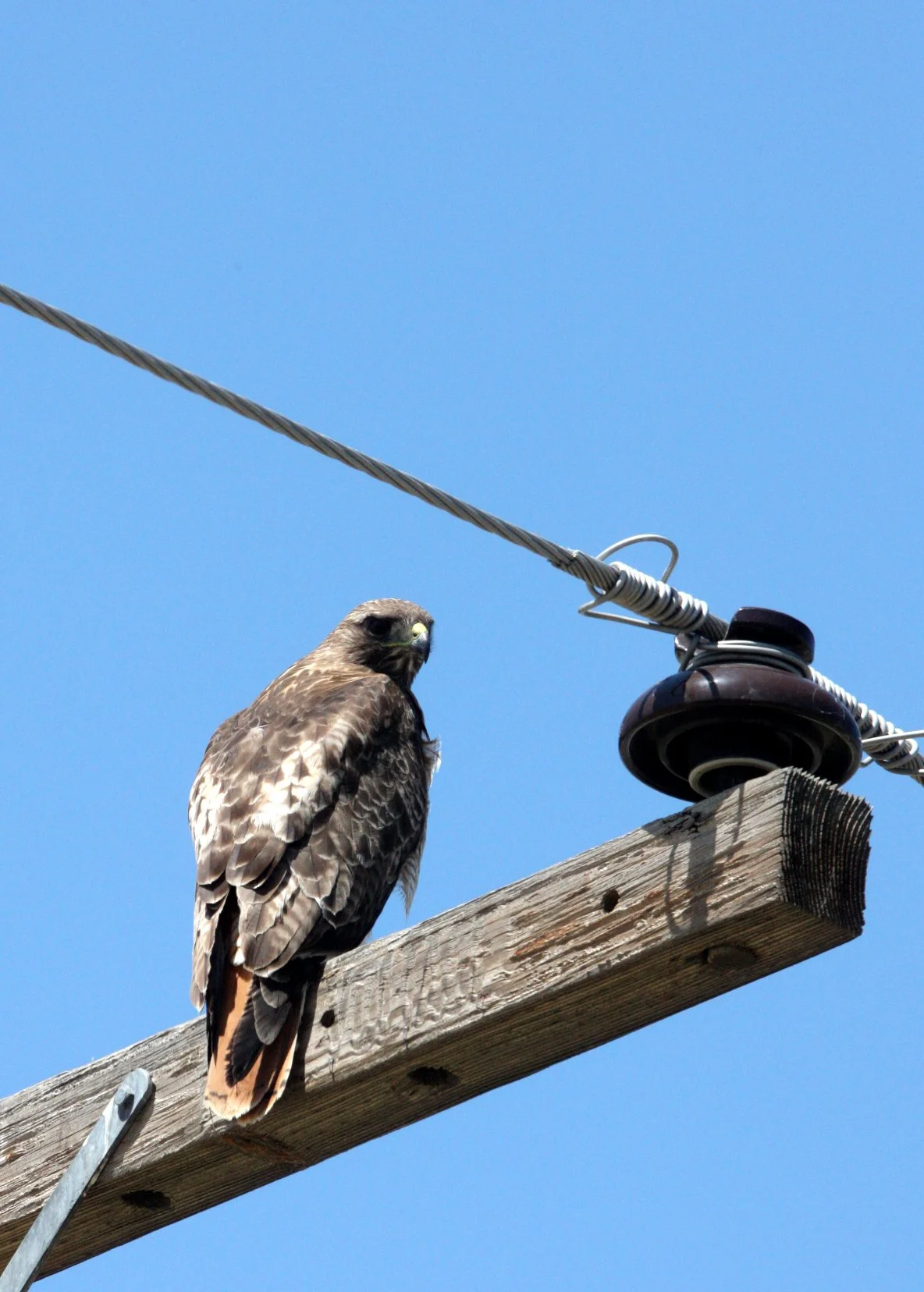 Buteo jamaicensis - RED-TAILED HAWK - KERN NATIONAL WILDLIFE REFUGE CALIFORNIA (15).JPG