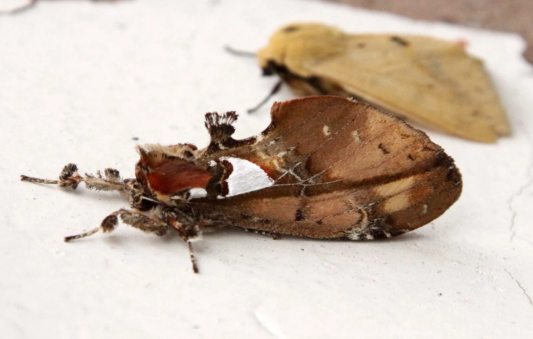 Family Notodontidae - Prominent Moths