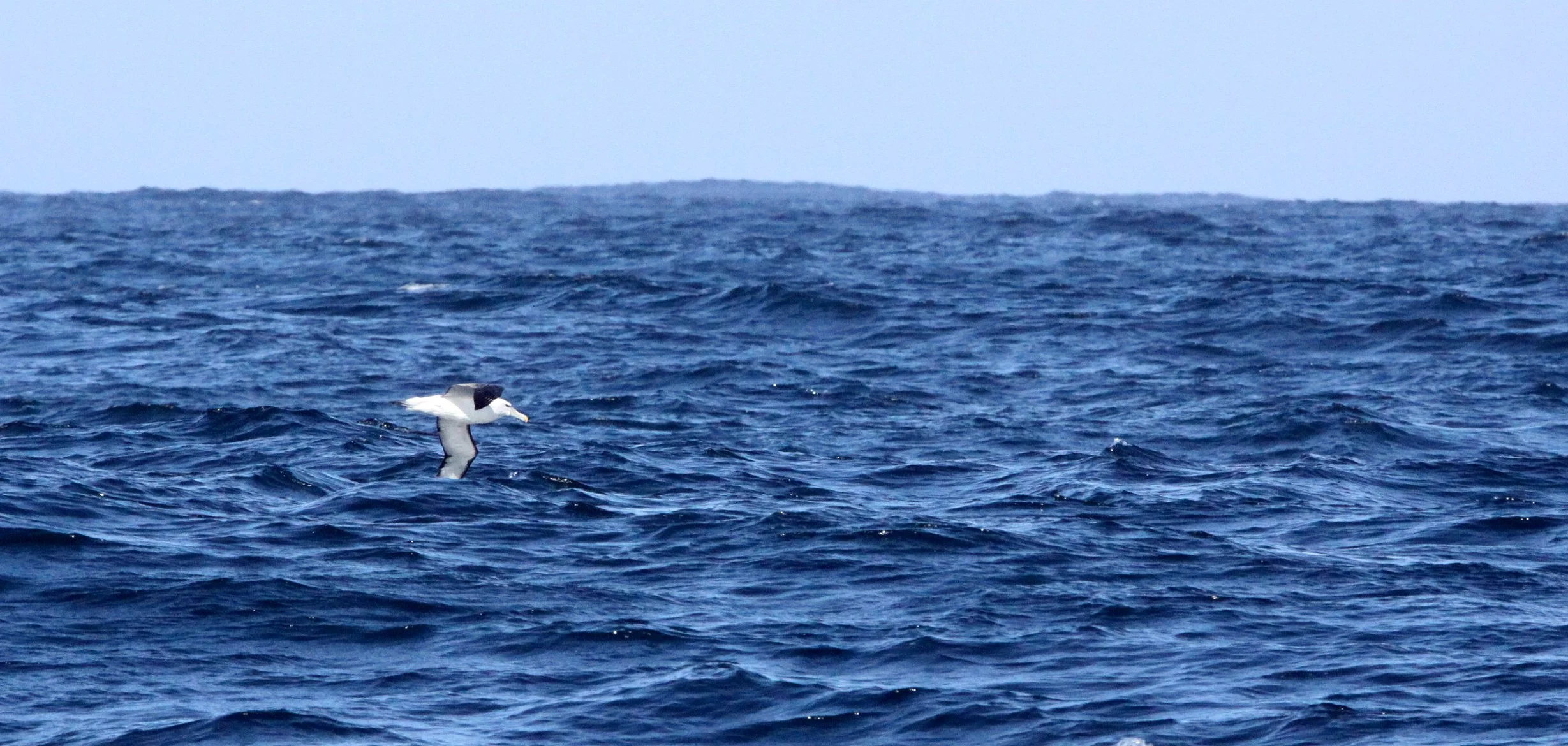 BIRD - ALBATROSS - SHY ALBATROSS - THALASSARCHE CAUTA - PLETTENBERG BAY SOUTH AFRICA (9).JPG