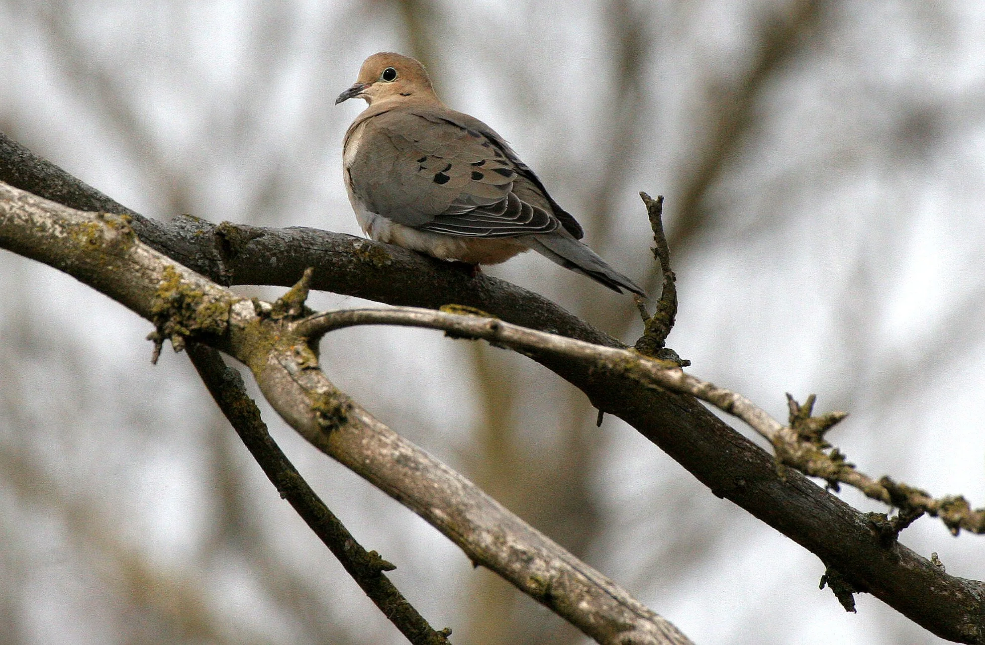 Mourning Dove (Zenaida macroura) Pratt's Wayne Woods Illinois (3).JPG