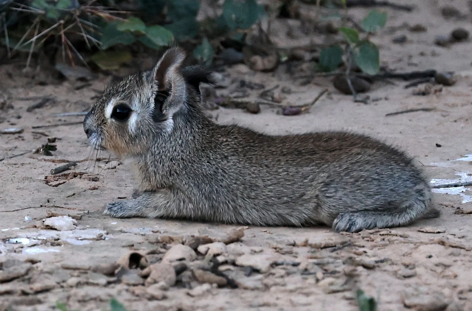 Chacoan Mara (Dolichotis salinicola) Fortin Toledo Paraguay (10).jpg