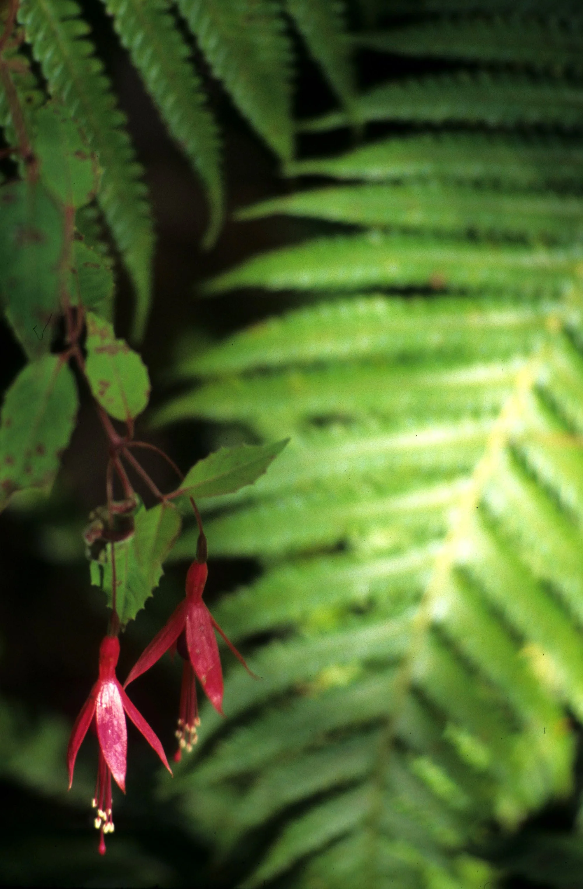 HAWAII - HAWAII - FUSCHIA.jpg