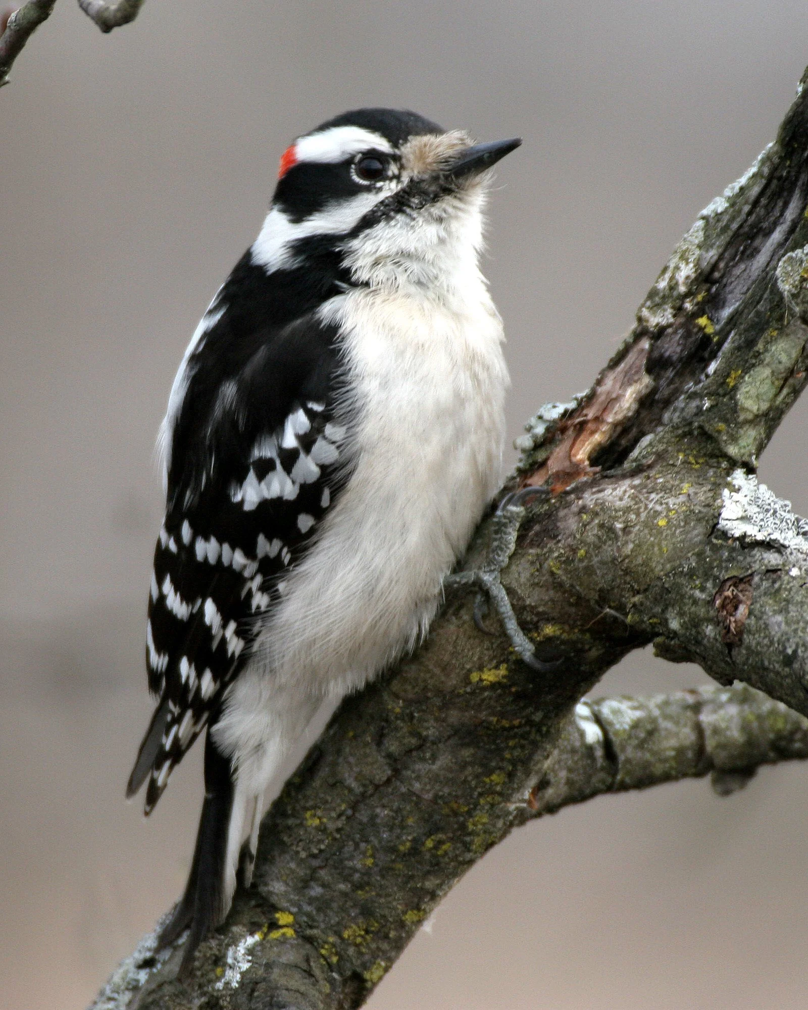 BIRD - WOODPECKER - DOWNY WOODPECKER - LINCOLN MARSH ILLINOIS (29).JPG