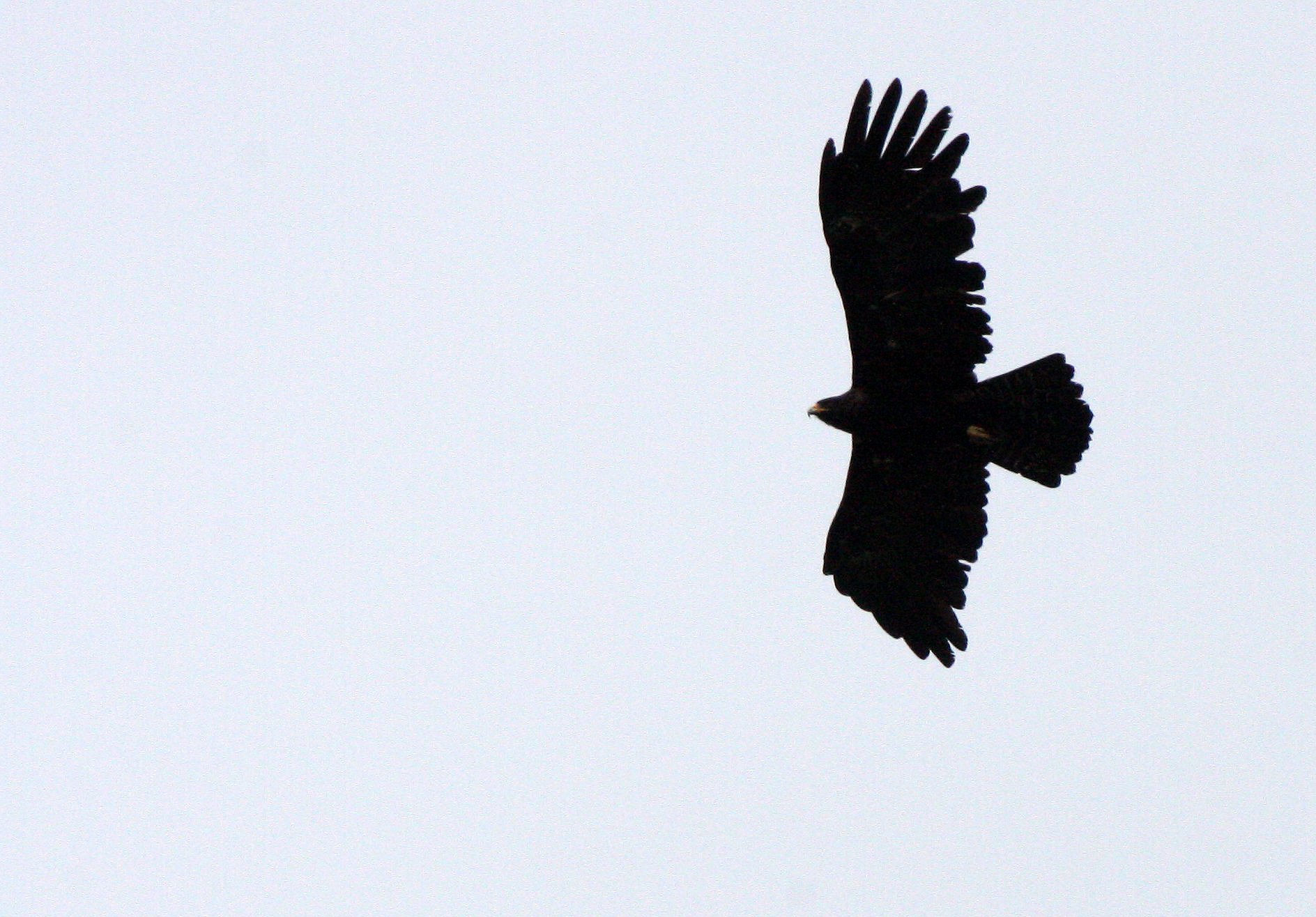 Ictinaetus malaiensis - BLACK EAGLE - KAENG KRACHAN THAILAND (16).JPG