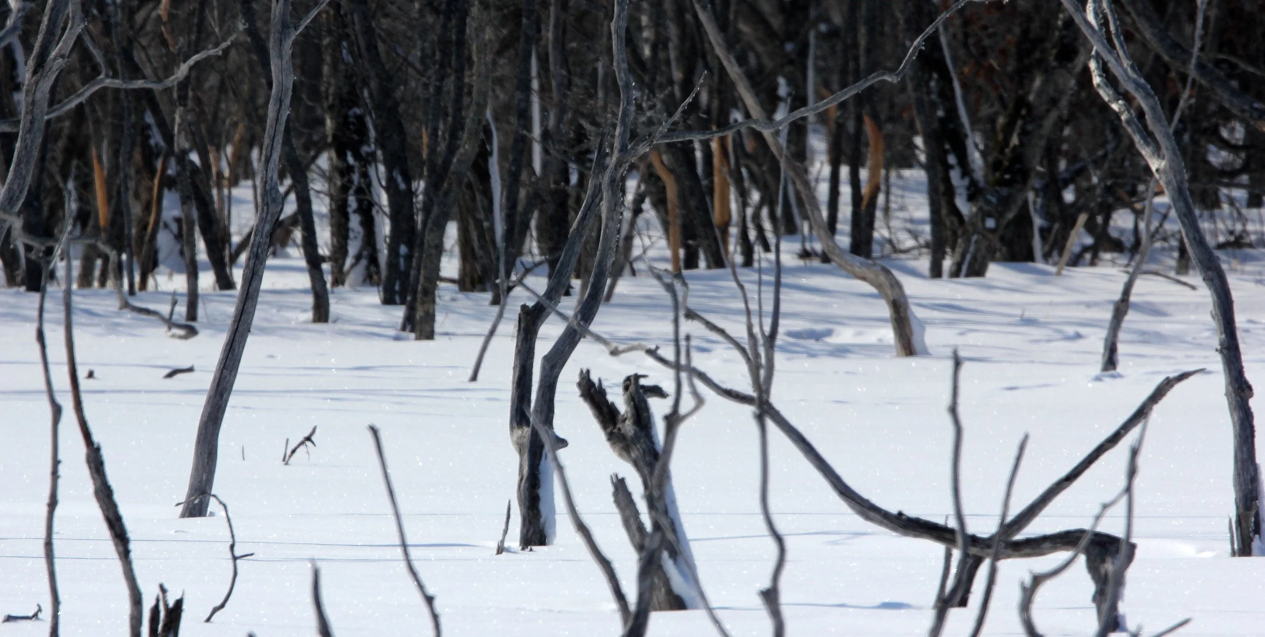 NOTSUKE PENINSULA - HOKKAIDO JAPAN - SAKHALIN FIR STAND (4).JPG