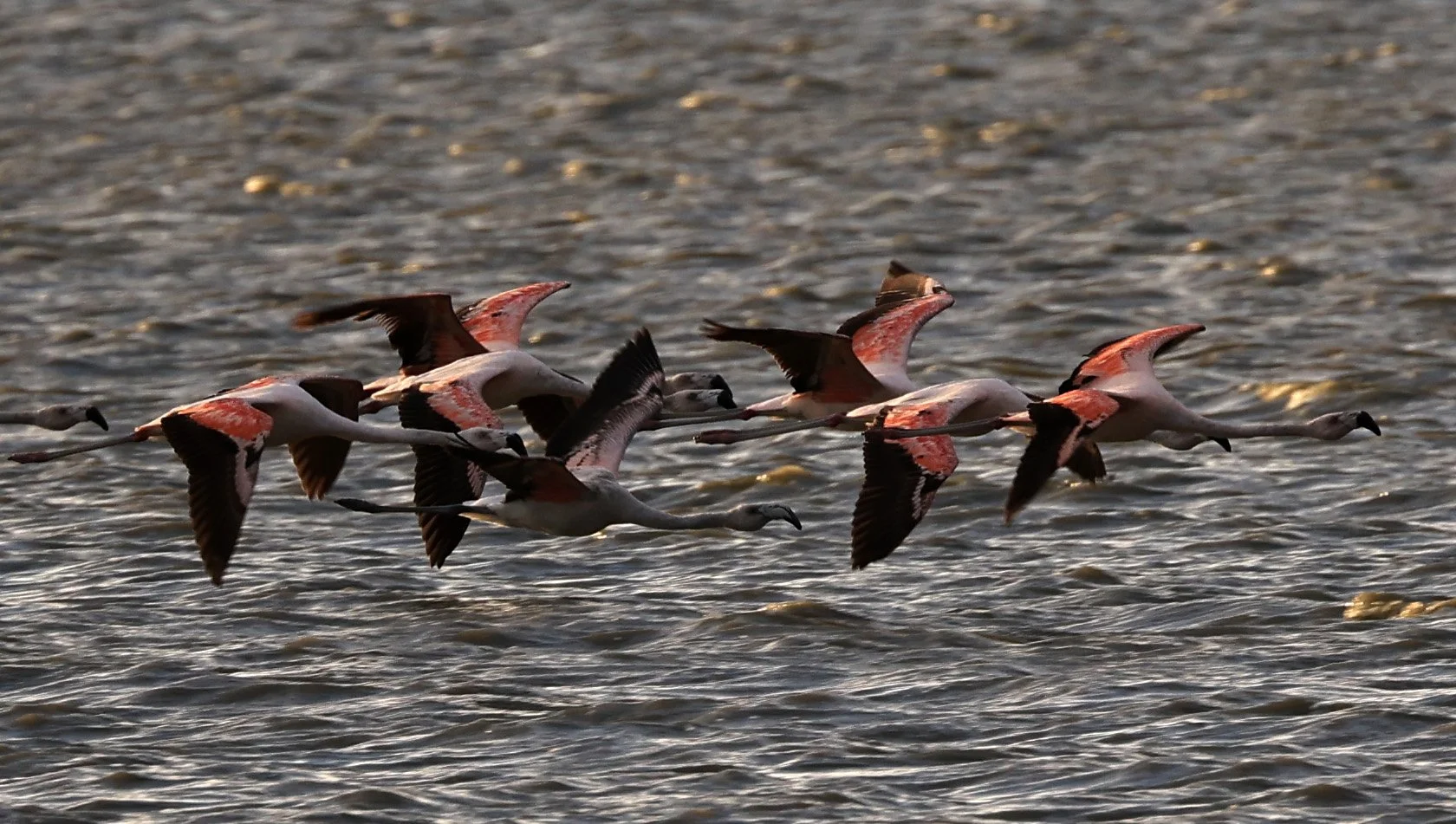 Chilean Flamingo (Phoenicopterus chilensis) Chaco Lodge & Laguna Salada Paraguay (73).jpg