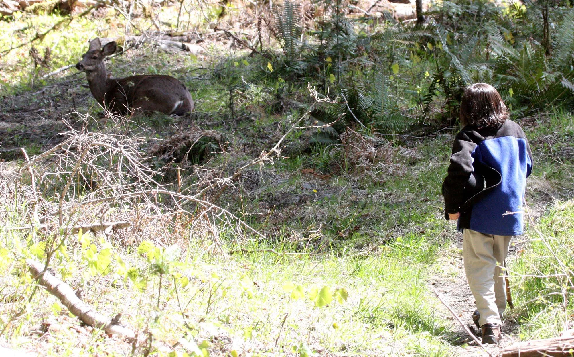 2009-4-26 - COKIE APPROACHING DEER - ELWHA VALLEY HUMES RANCH.JPG