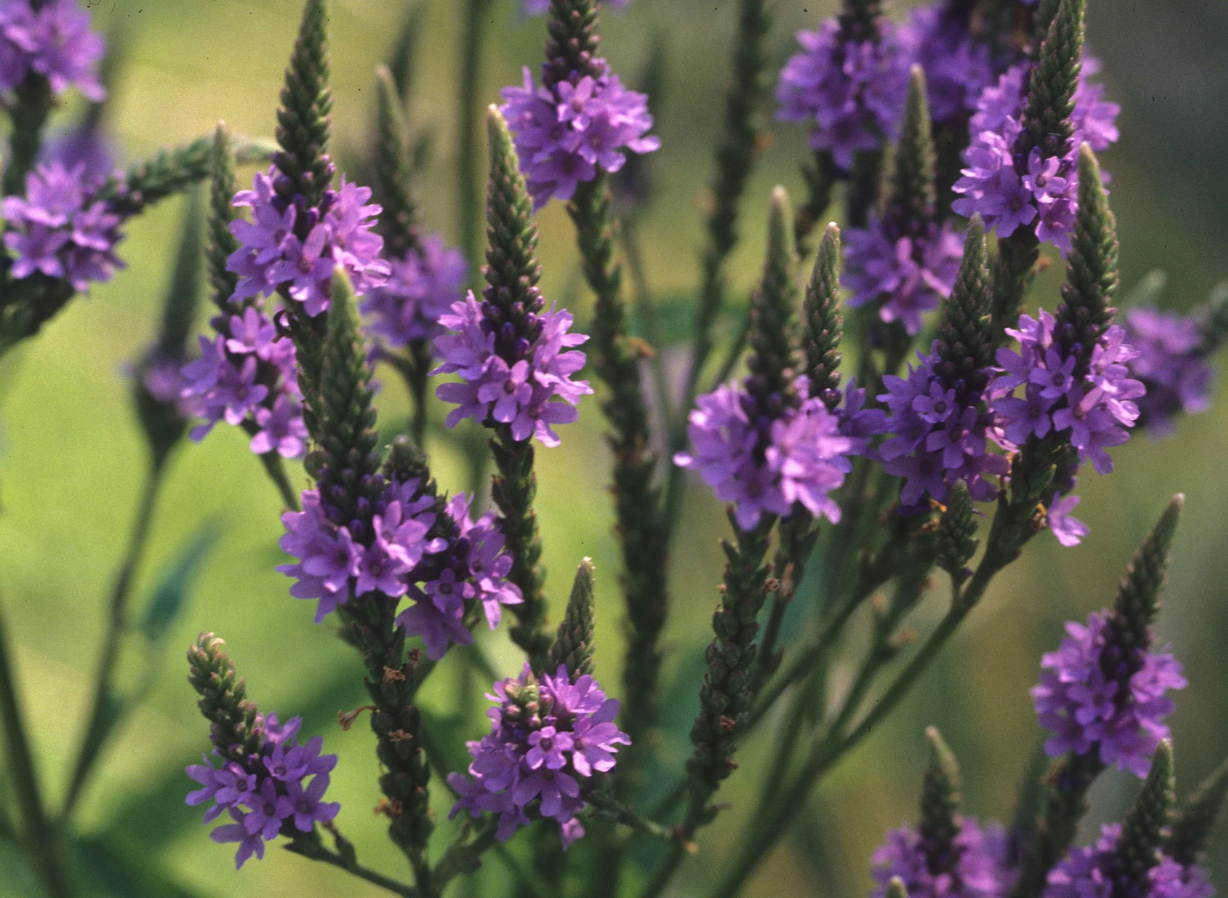ARKANSAS - WILDFLOWER SPECIES.jpg
