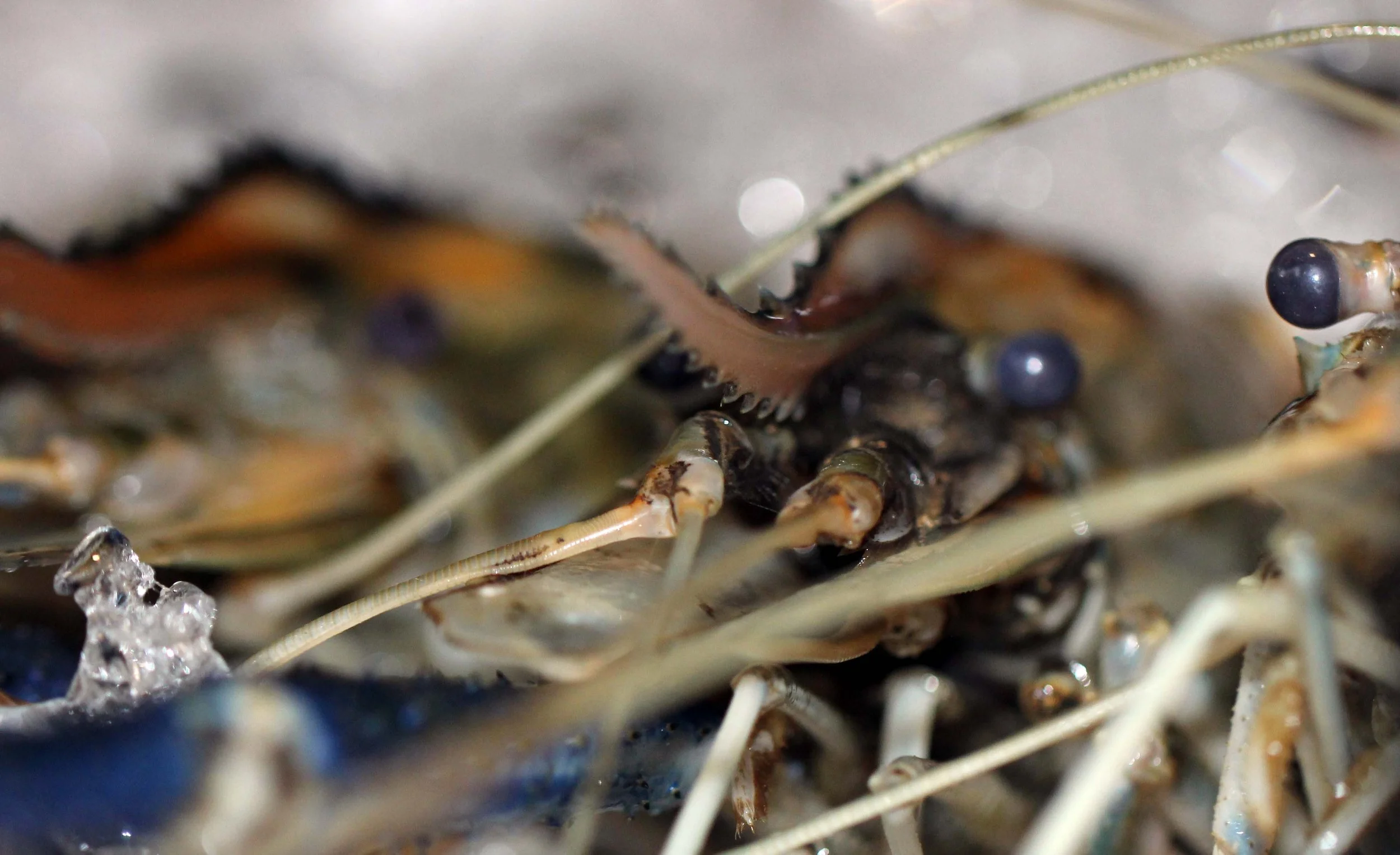 2013 River Treehouse with Friends in Nonthaburi (60).JPG