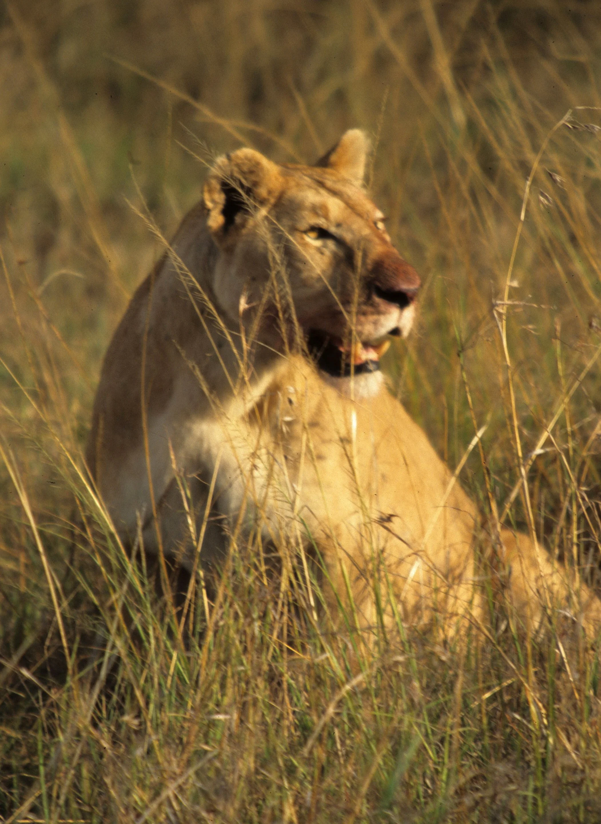 FELID - LION - SERENGETI (41).jpg