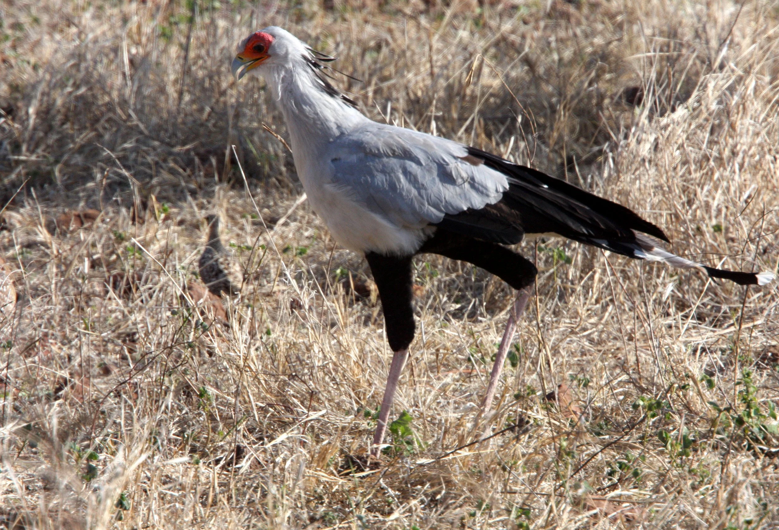 BIRD - SECRETARY BIRD - CHOBE NATIONAL PARK BOTSWANA (4).JPG
