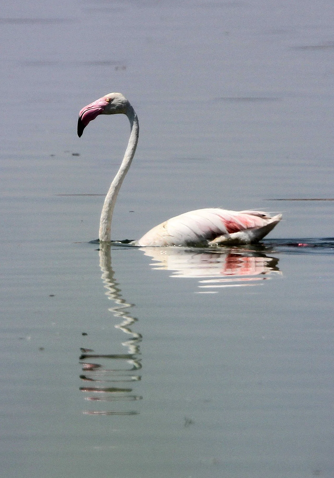 Phoenicopterus roseus - Greater Flamingo - Laguna Dulce Spain (14).JPG