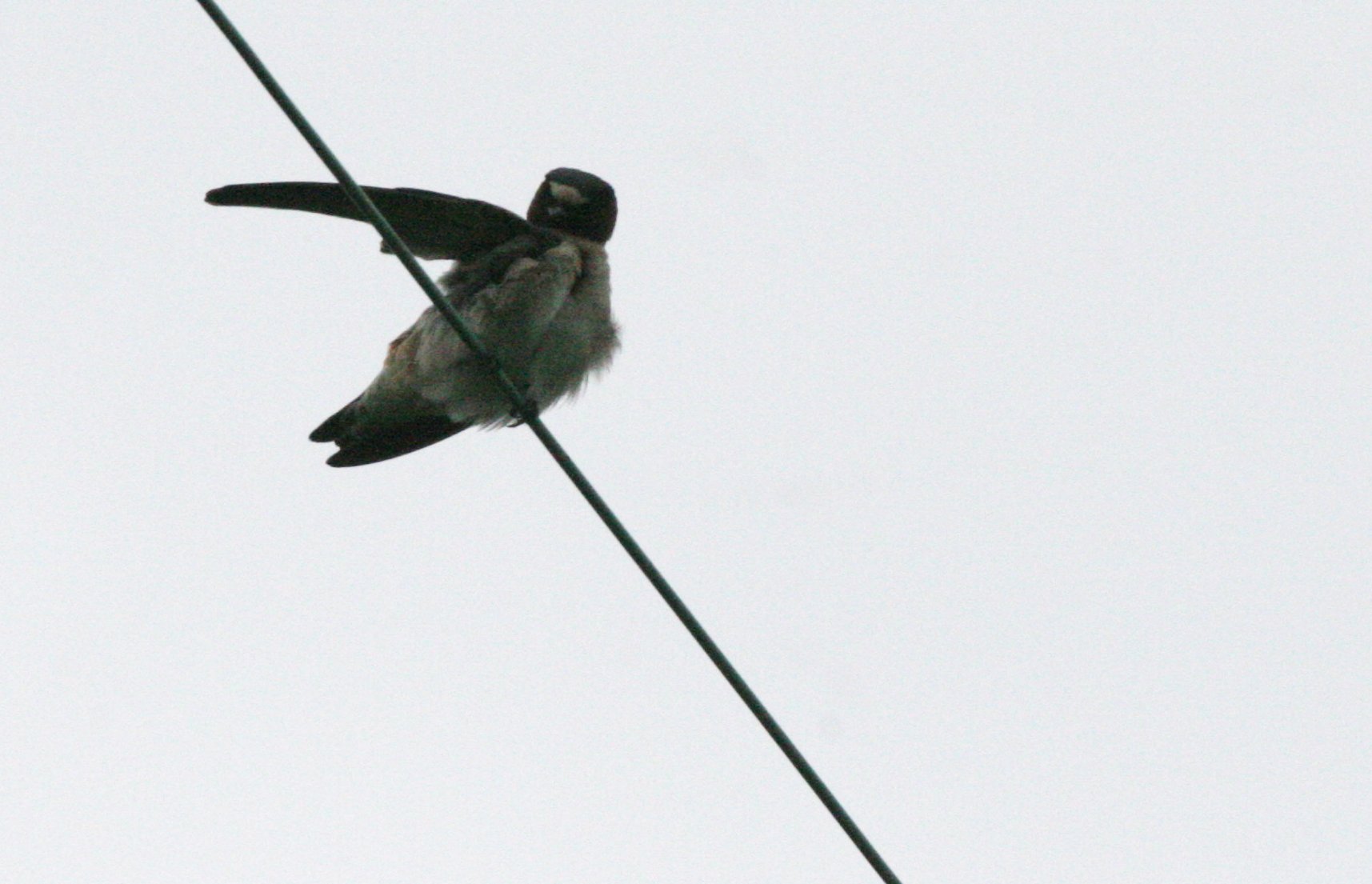 Cliff Swallow (Petrochelidon pyrrhonota) Jamestown Washington Olympic Peninsula (2).JPG
